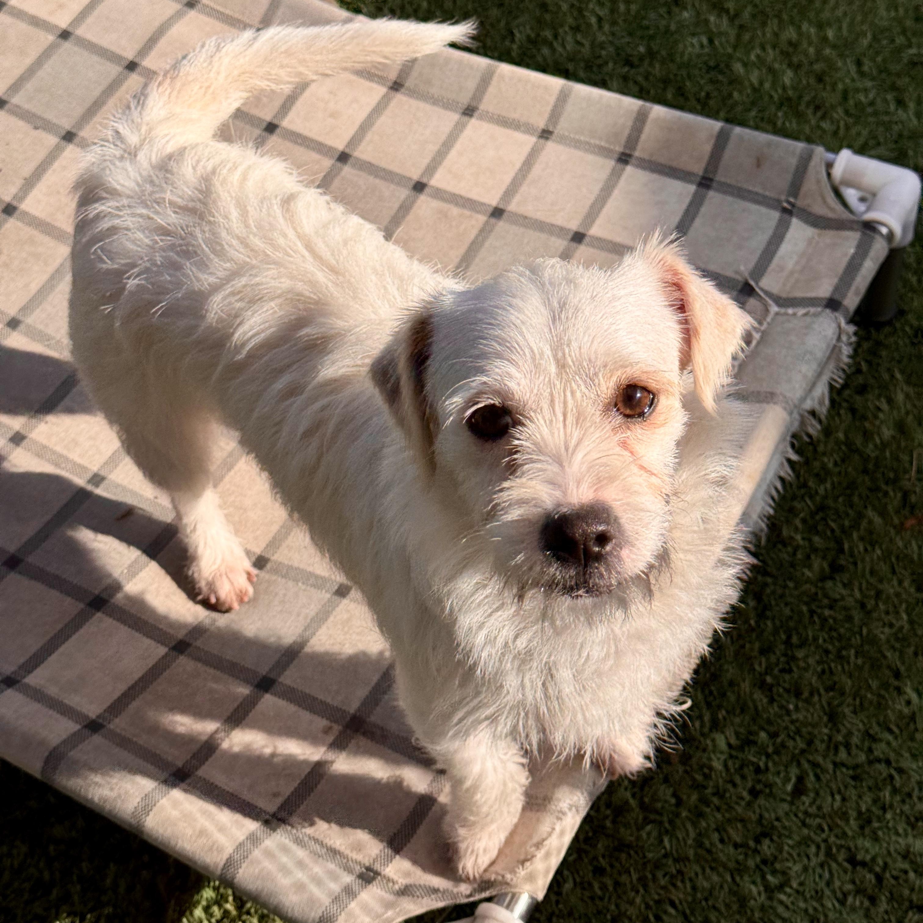 Enlarge Angel, a ADOPTABLE mixed breed in modesto, CA image 3/6