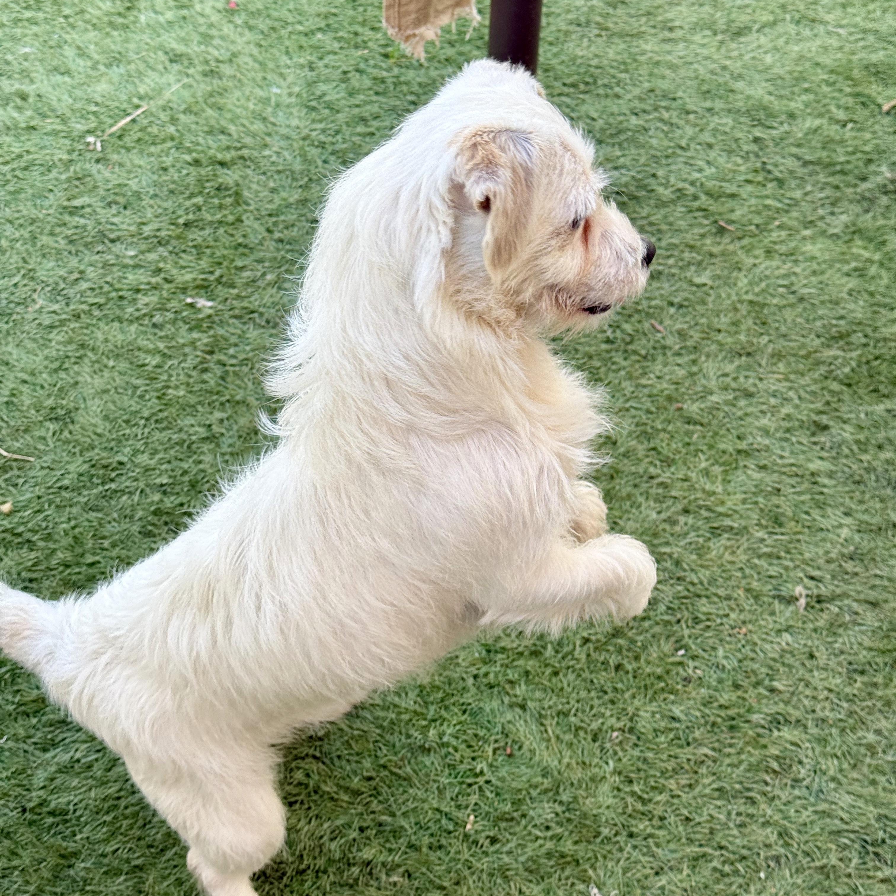 Enlarge Angel, a ADOPTABLE mixed breed in modesto, CA image 6/6