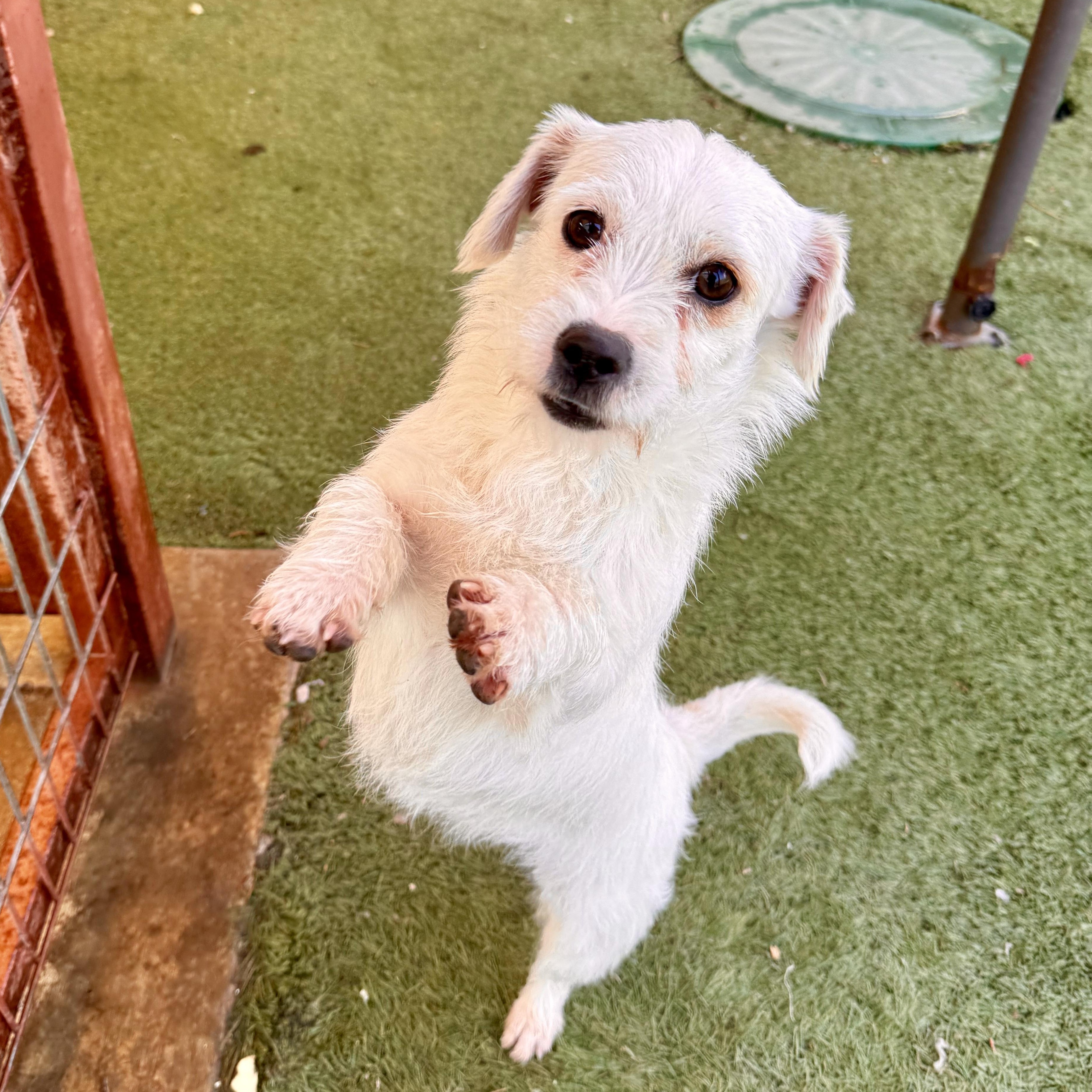 Enlarge Angel, a ADOPTABLE mixed breed in modesto, CA image 5/6