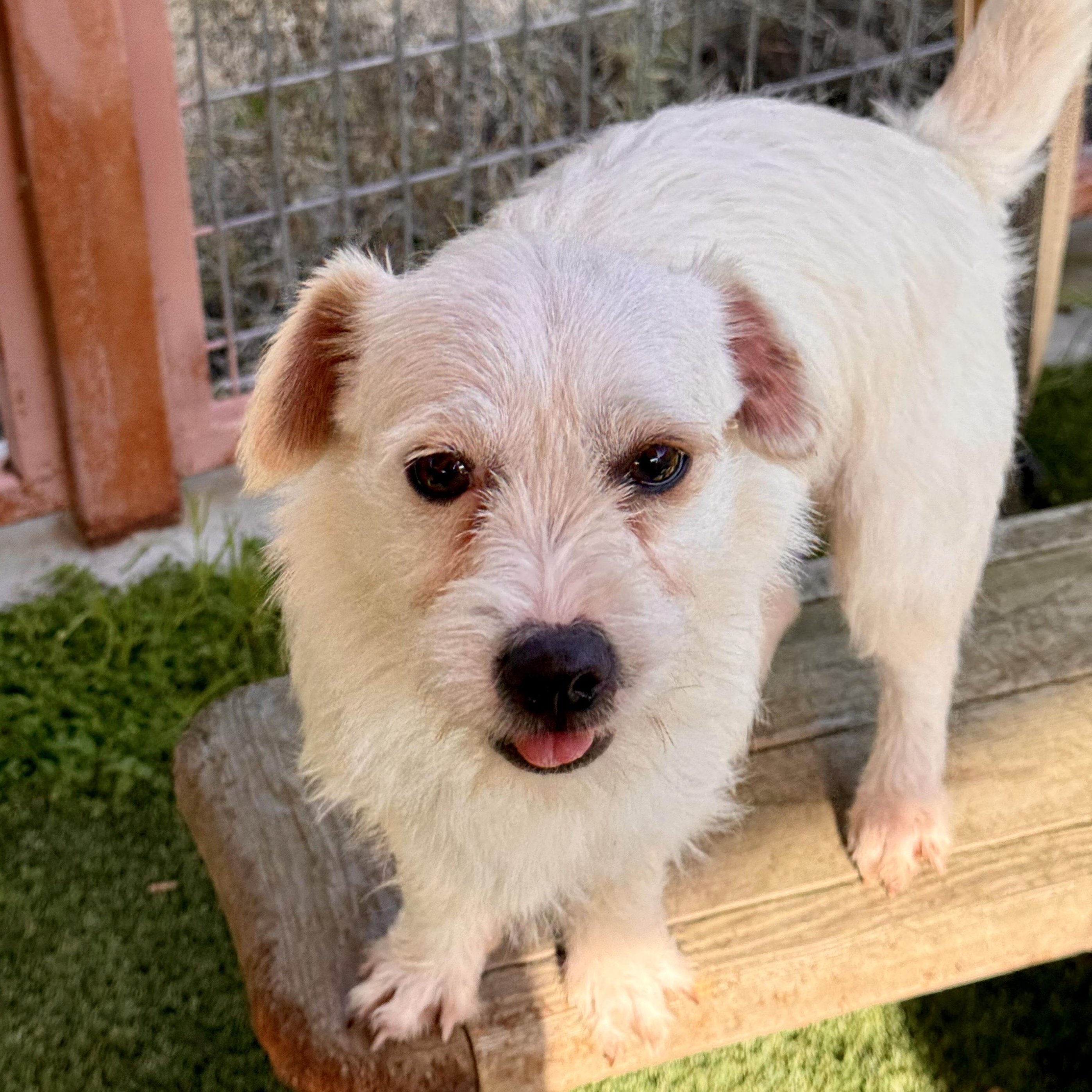 Enlarge Angel, a ADOPTABLE mixed breed in modesto, CA image 4/6