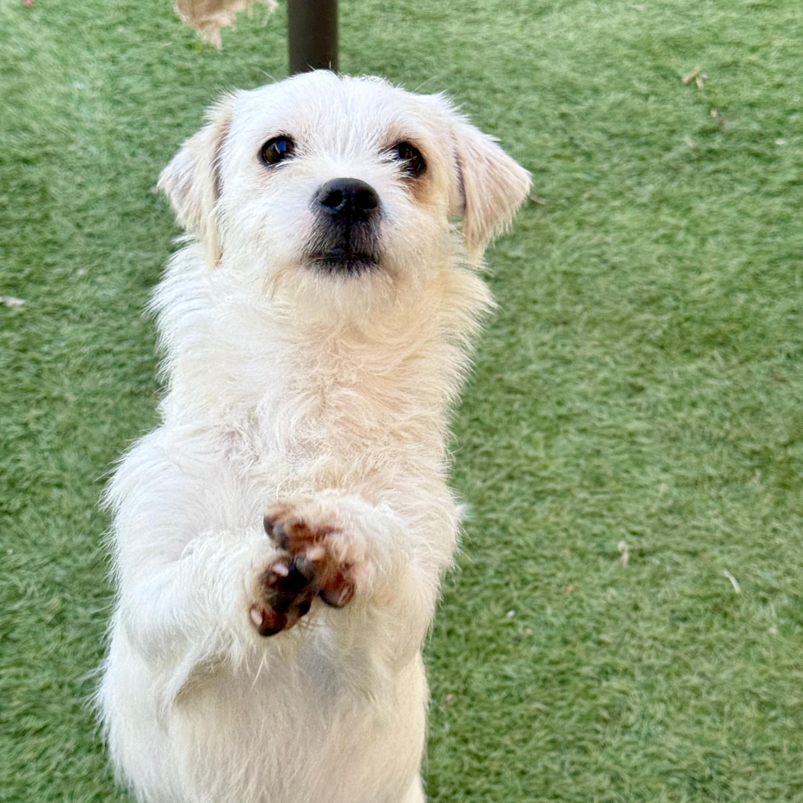 Enlarge Angel, a ADOPTABLE mixed breed in modesto, CA image 2/6