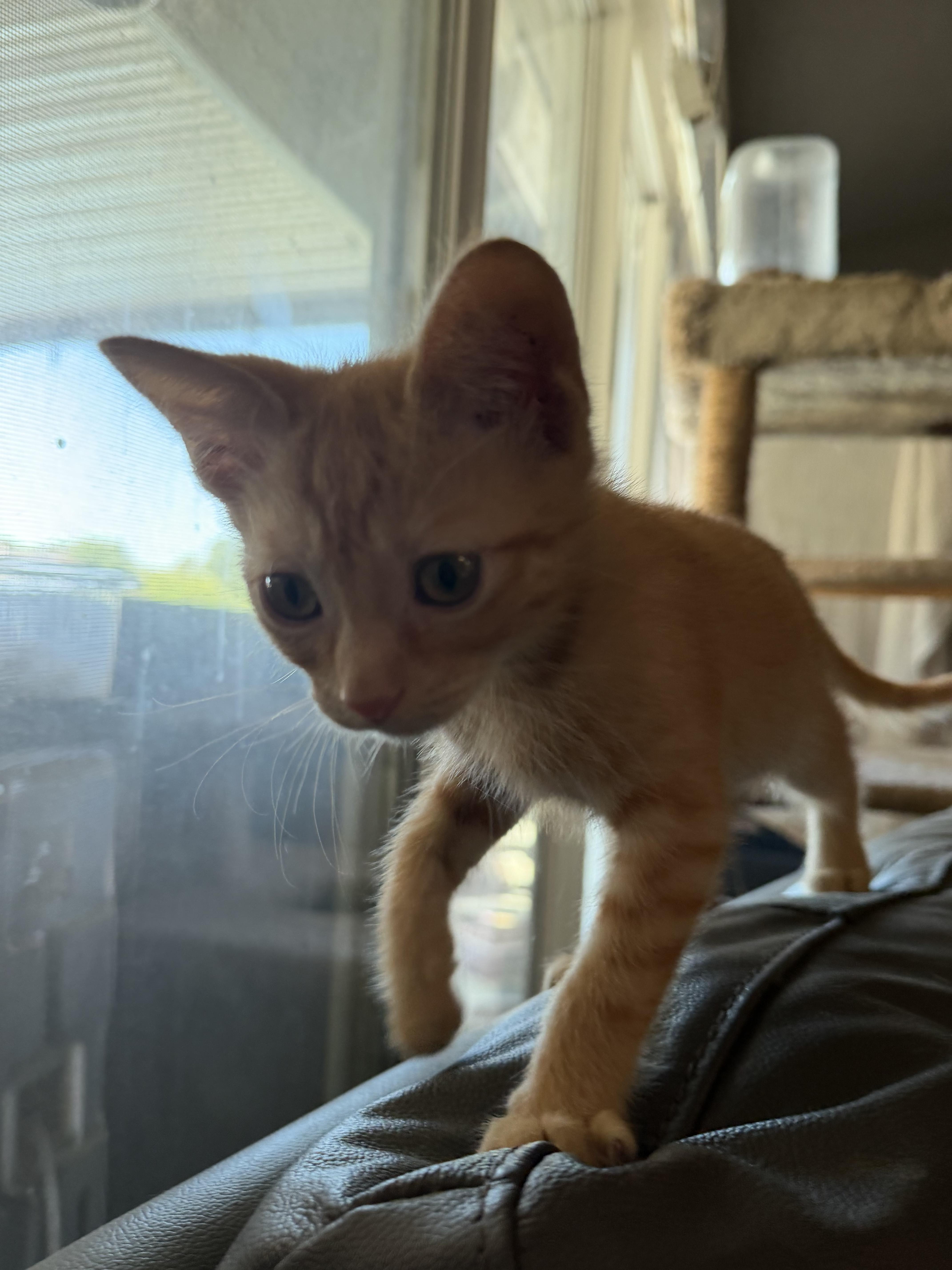 Maggie, Adoptable, Kitten Female Domestic Short Hair.