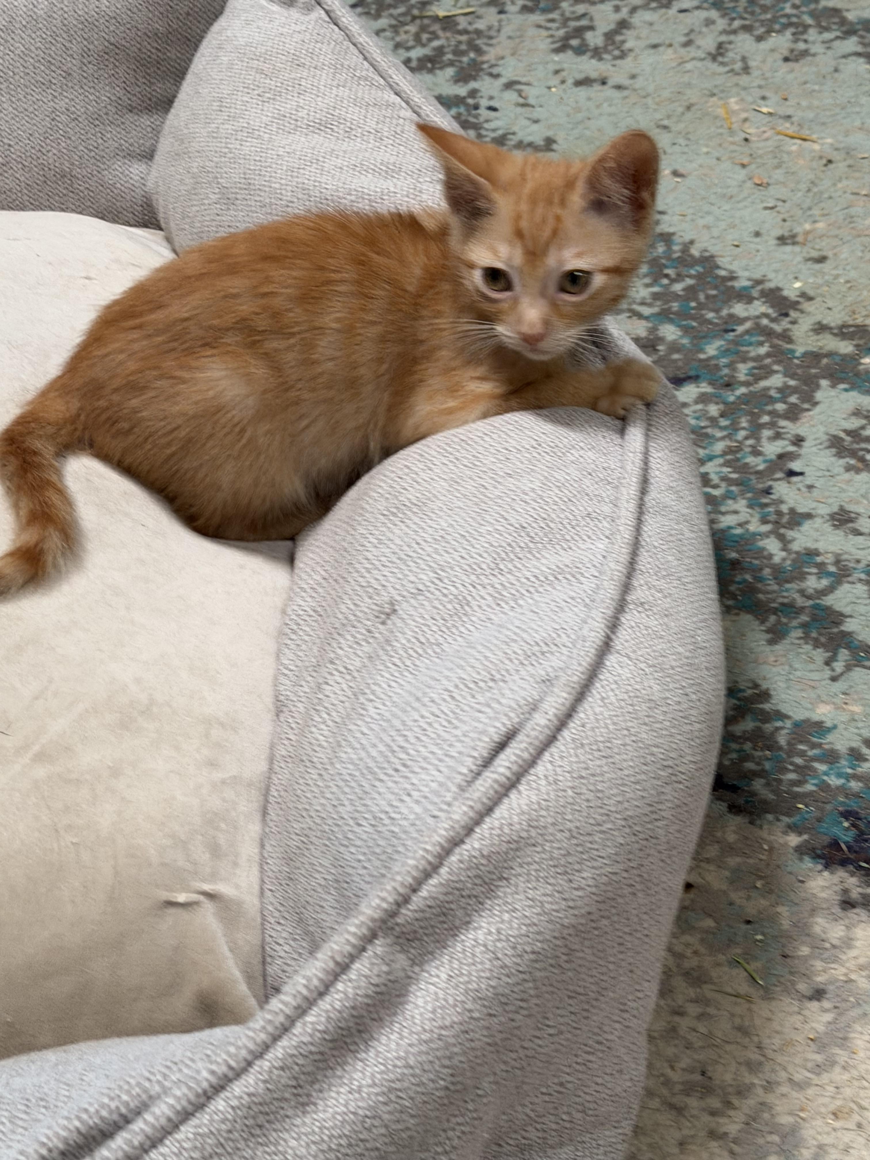 Maggie, Adoptable, Kitten Female Domestic Short Hair.