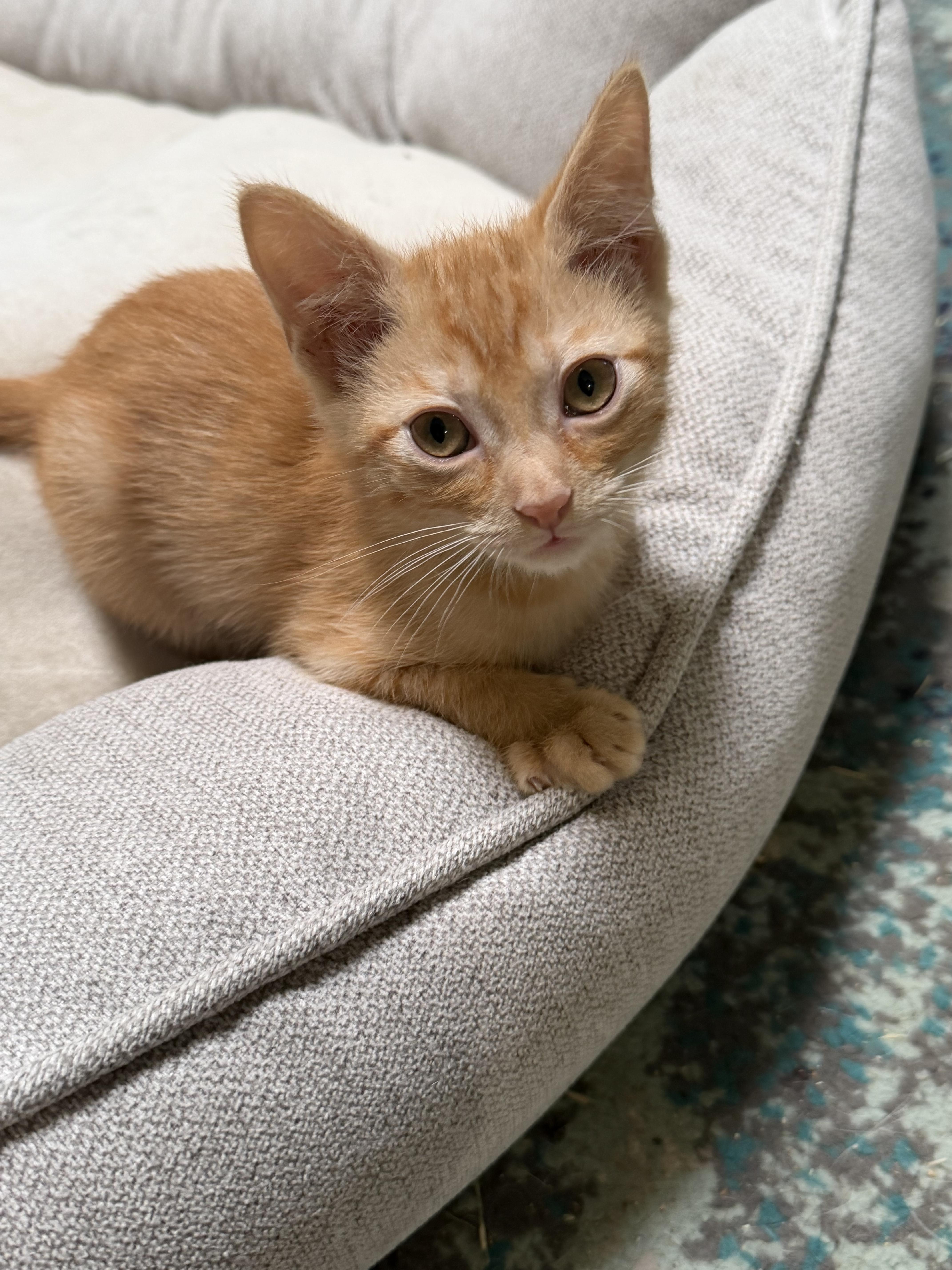 Maggie, a Adoptable Domestic Short Hair in Rio Linda, CA image 4/6