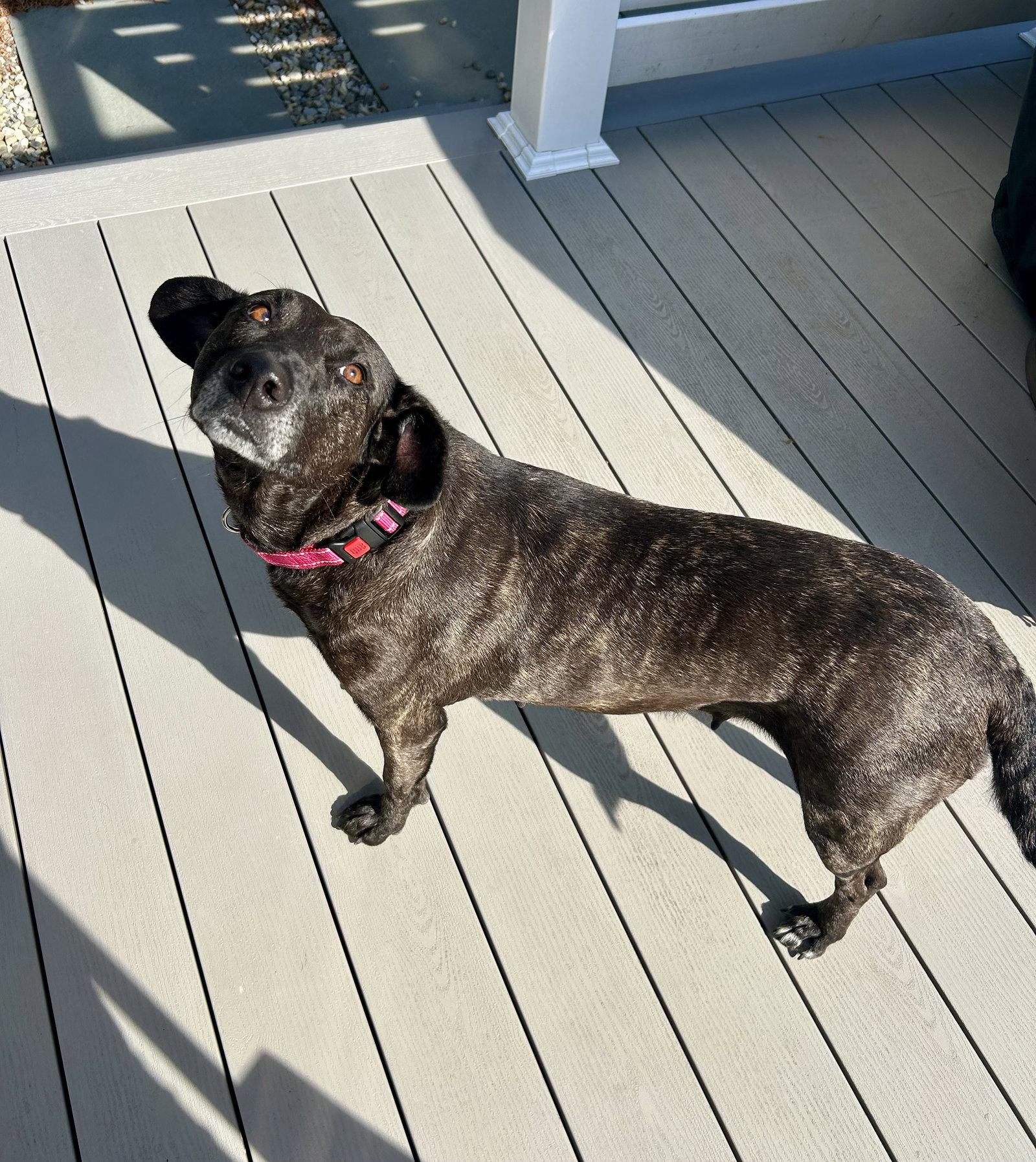 Enlarge Joelle- brindle beauty, a Adoptable mixed breed in Oakhurst, NJ image 1/3