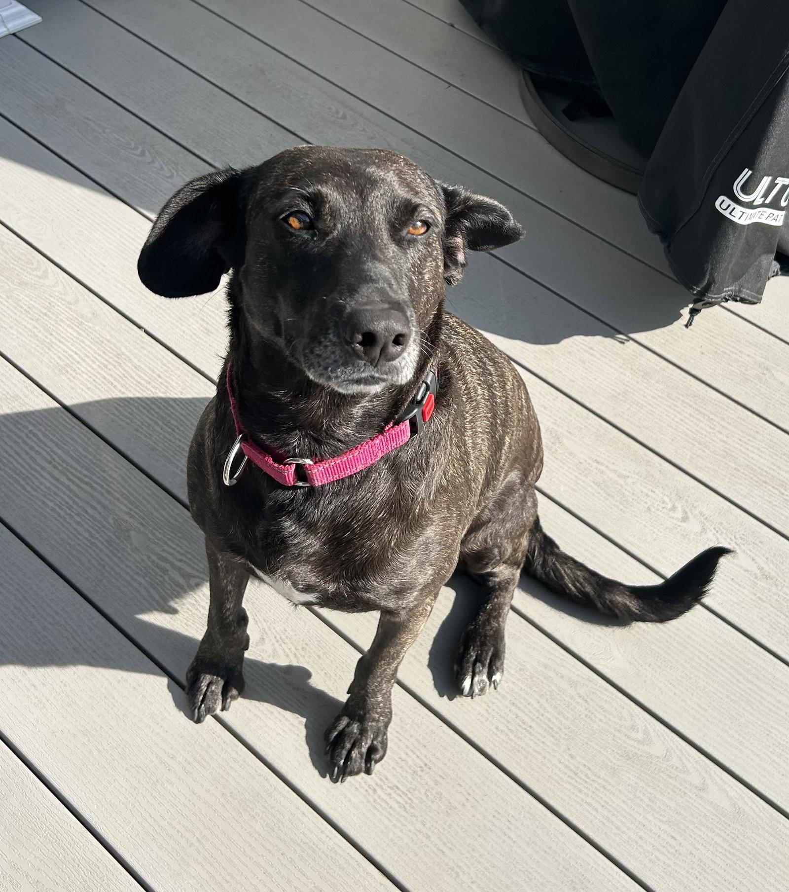 Enlarge Joelle- brindle beauty, a Adoptable mixed breed in Oakhurst, NJ image 2/3