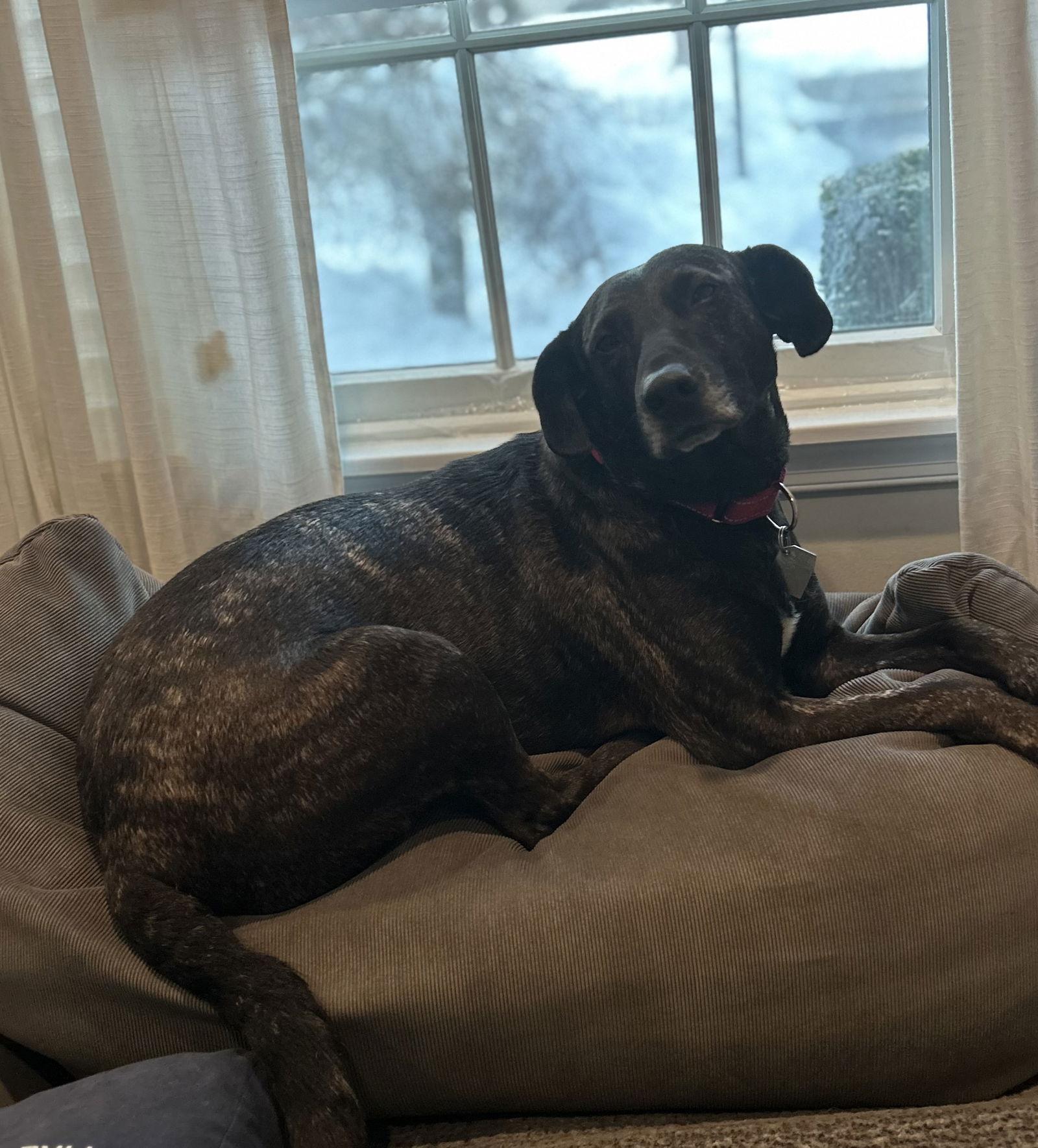 Joelle- brindle beauty, Adoptable, Adult Female Plott Hound & Catahoula Leopard Dog.