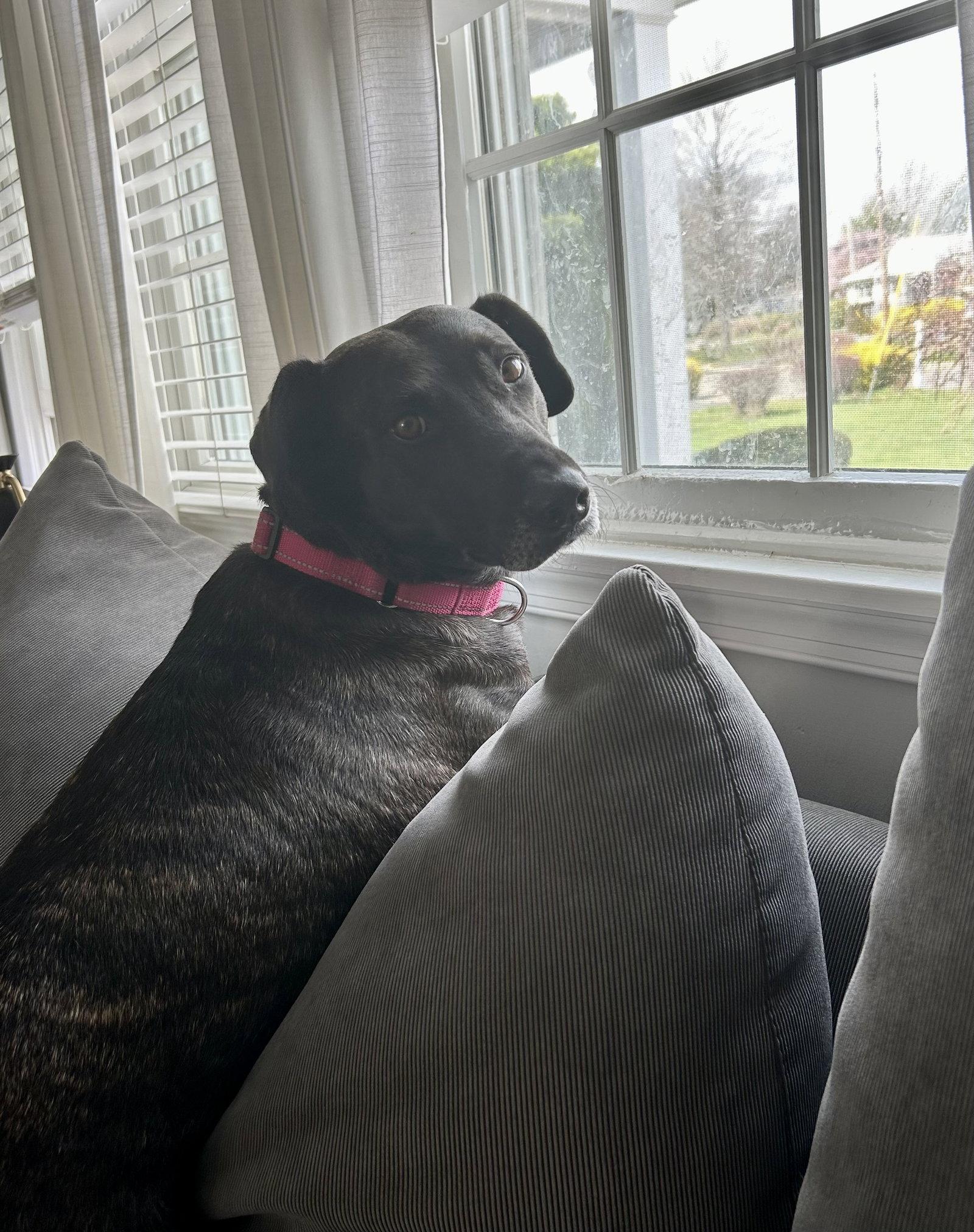 Enlarge Joelle- brindle beauty, a Adoptable mixed breed in Oakhurst, NJ image 3/3