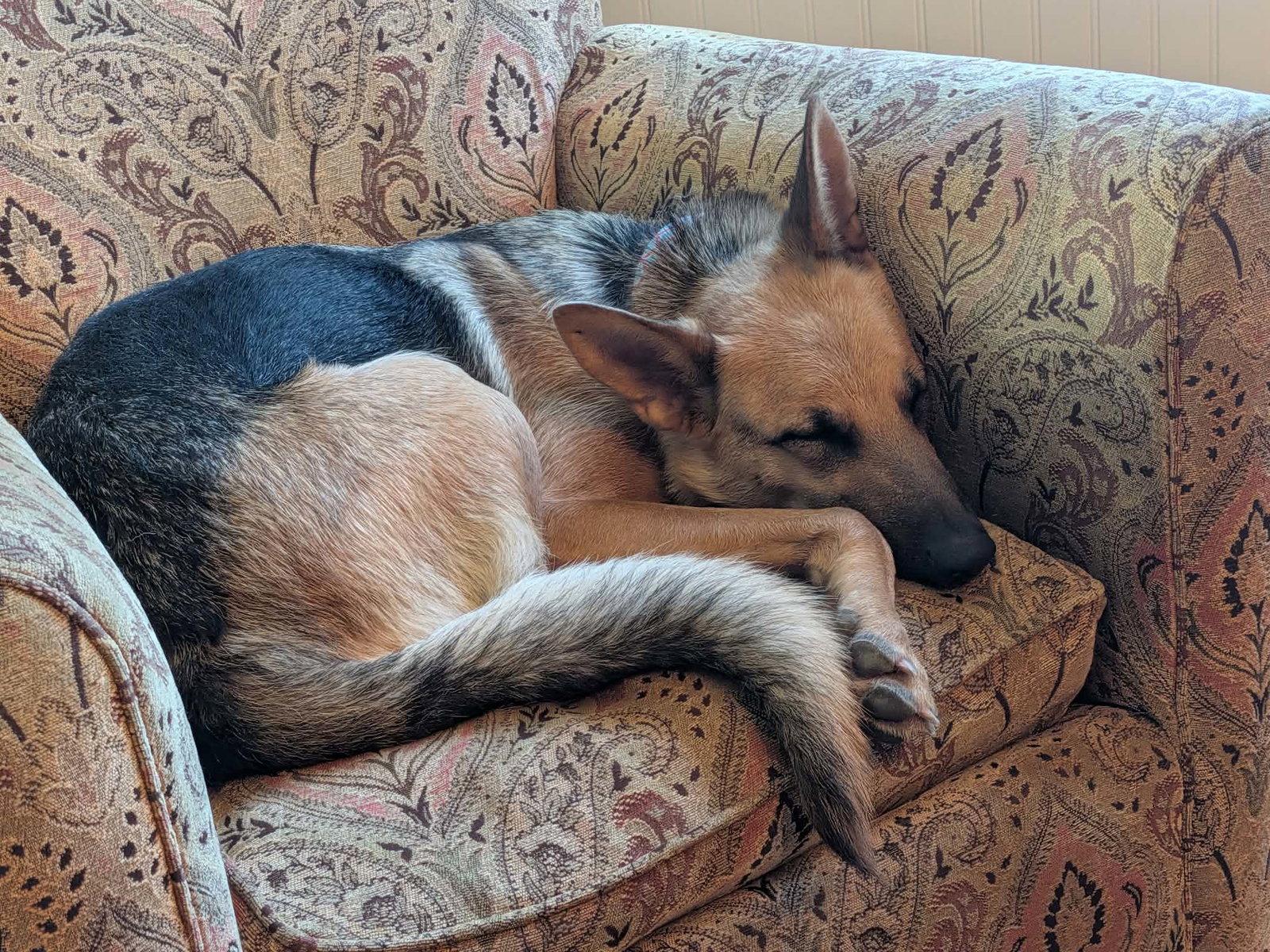 Enlarge Nala, a Adopted German Shepherd Dog in Mechanicsburg, PA image 1/3