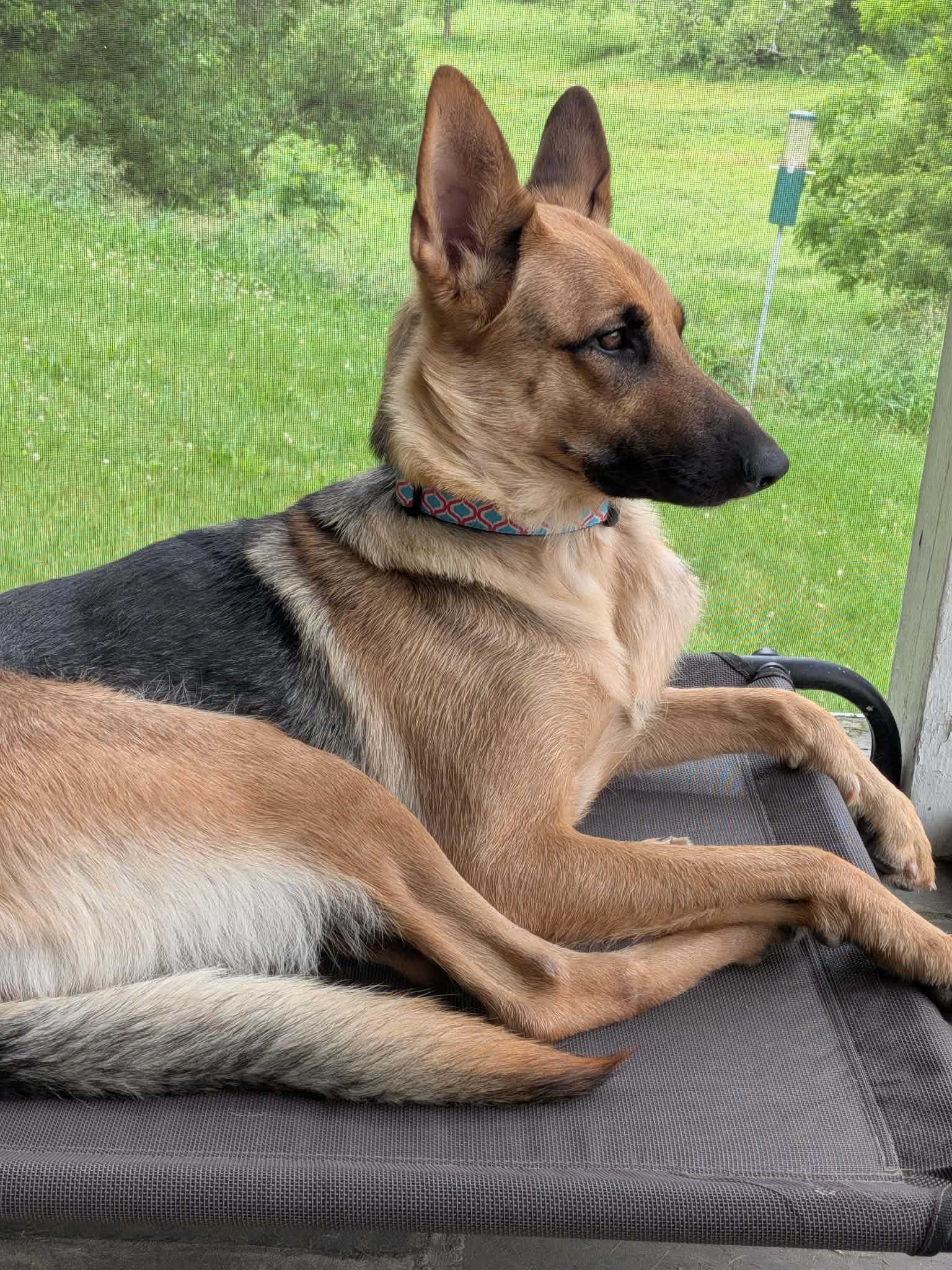Enlarge Nala, a Adopted German Shepherd Dog in Mechanicsburg, PA image 2/3