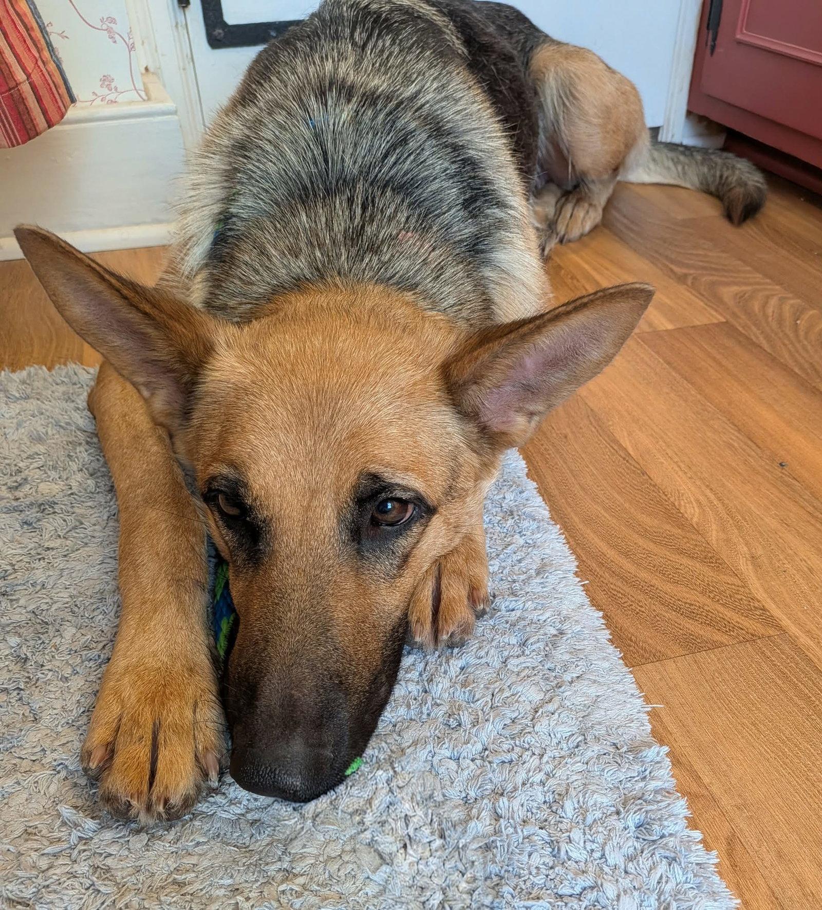 Enlarge Nala, a Adopted German Shepherd Dog in Mechanicsburg, PA image 3/3