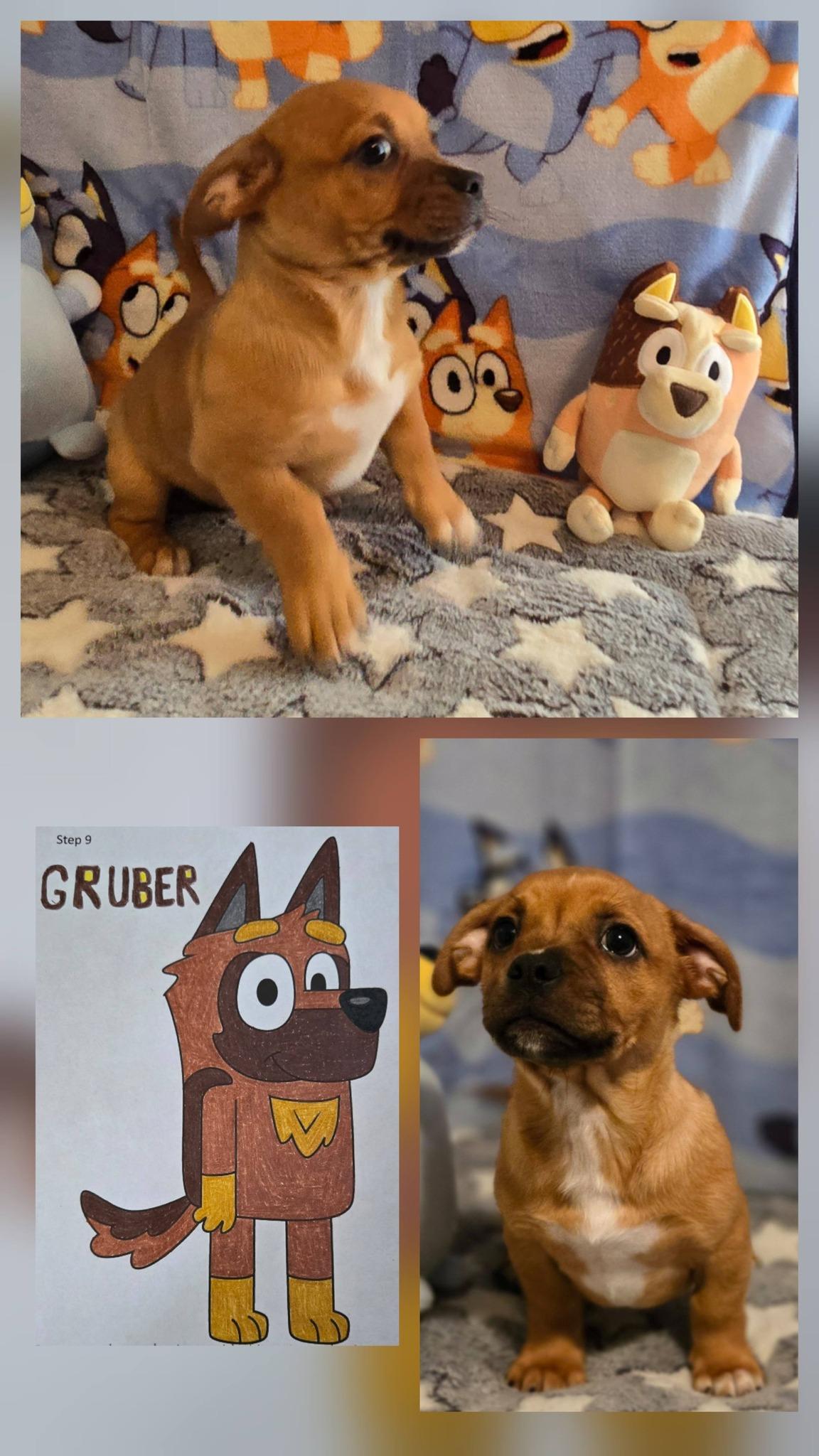 Enlarge Gruber, an adopted mixed breed in Oakdale, CA image 1/1