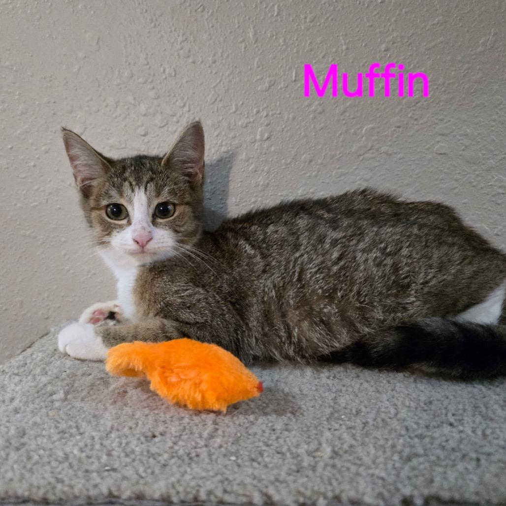 Muffin, Adoptable, Kitten Female Domestic Short Hair.