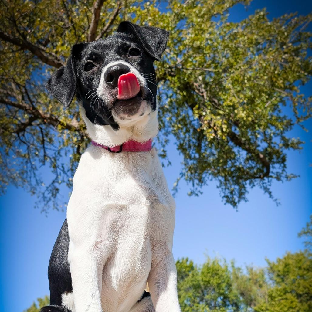 Pickles, Adoptable, Puppy Female Mixed Breed.