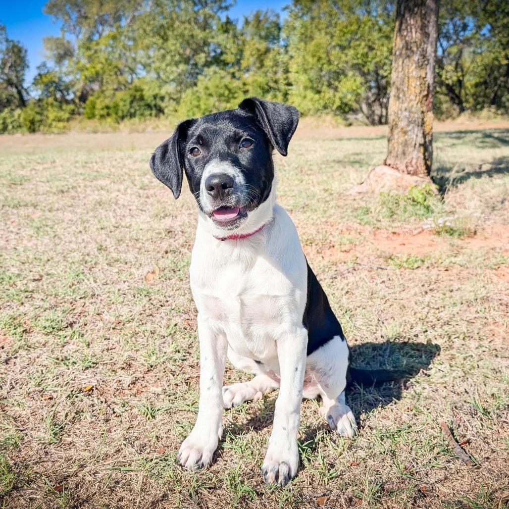 Enlarge Pickles, a Adoptable Mixed Breed in Norman, OK image 2/5