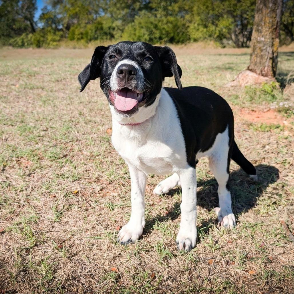 Enlarge Pickles, a Adoptable Mixed Breed in Norman, OK image 3/5
