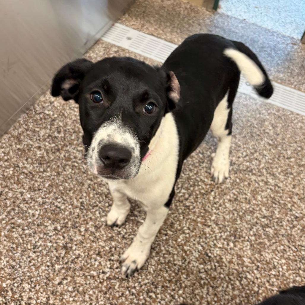 Enlarge Pickles, a Adoptable Mixed Breed in Norman, OK image 4/5