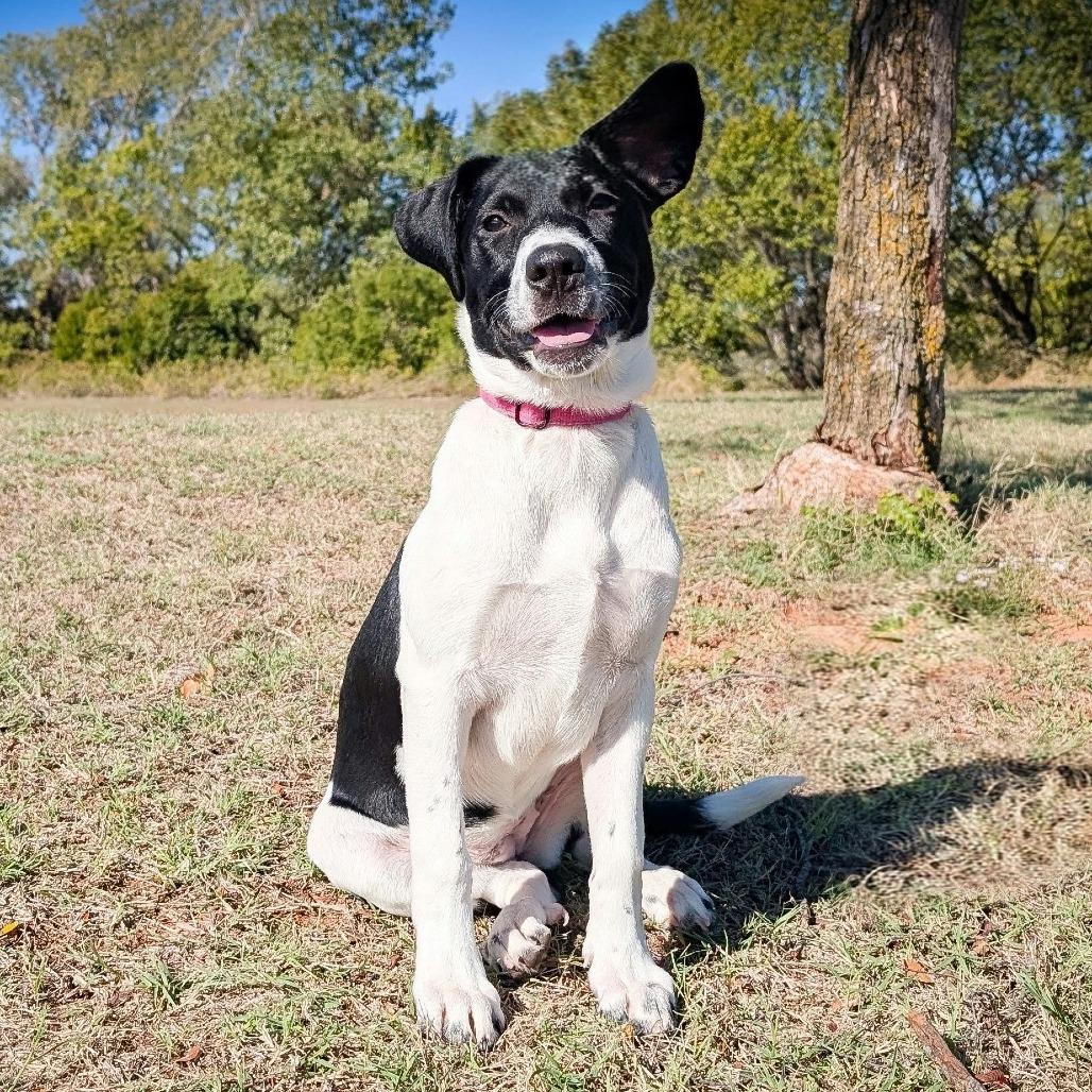 Enlarge Pickles, a Adoptable Mixed Breed in Norman, OK image 5/5