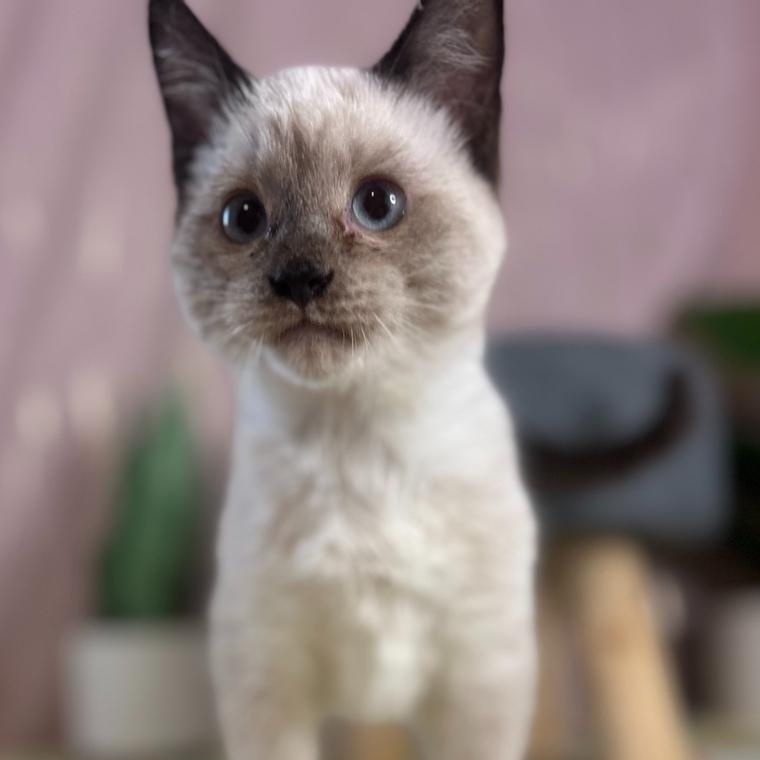 Sheegwa — thumbnail 4