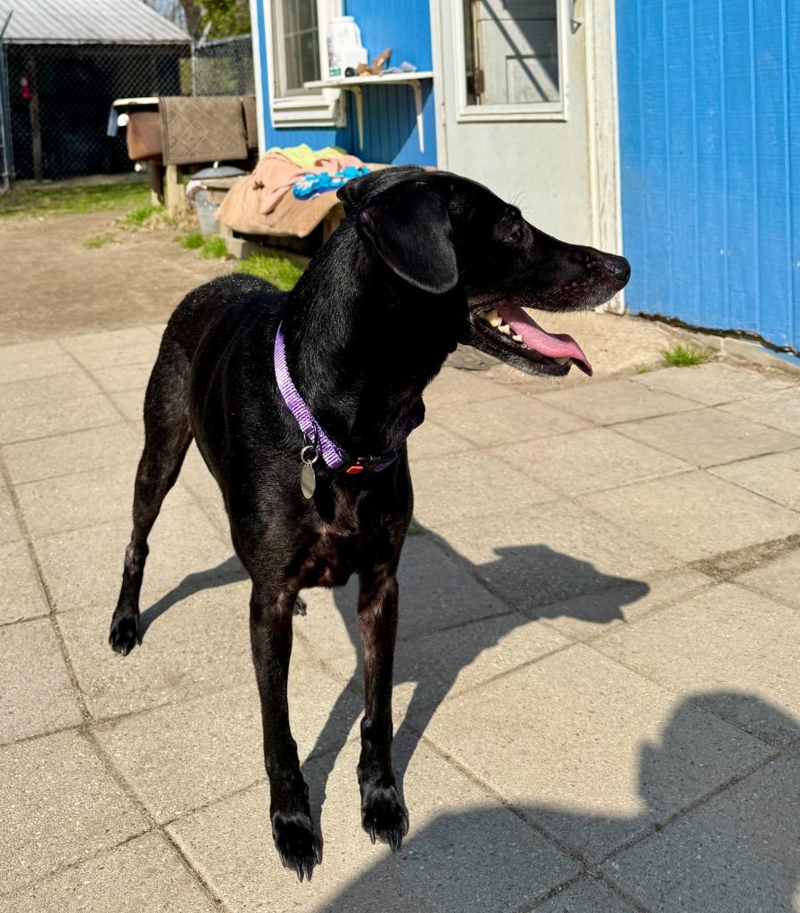 Enlarge Korben, a Adoptable Pointer in Hampton, VA image 1/1
