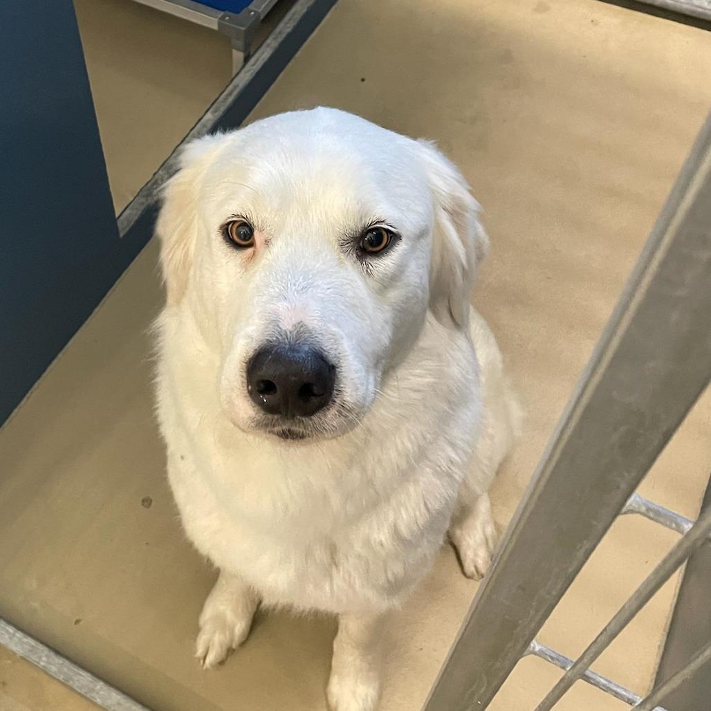 Elsa, a Adoptable Great Pyrenees in Rexburg, ID image 1/2