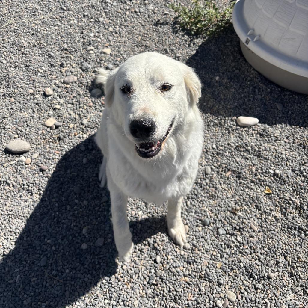 Elsa, a Adoptable Great Pyrenees in Rexburg, ID image 2/2