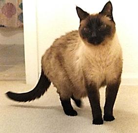 Simon Viejo, Senior Male unknown