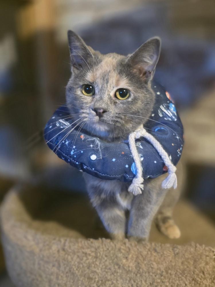 Enlarge Petal K- 487, a Adoptable Domestic Short Hair in Metamora, IL image 1/1