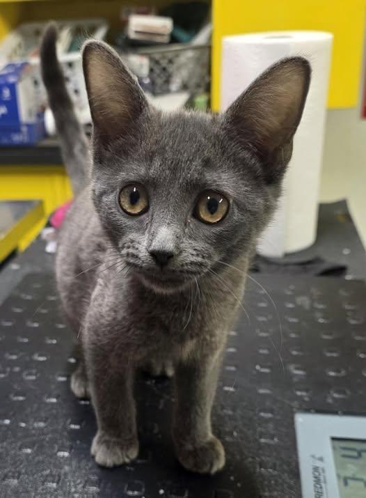 Enlarge Kylie, a Adoptable Domestic Short Hair in Knoxville, IA image 1/1