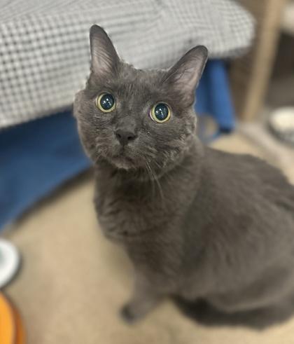 Slate, ADOPTABLE, Senior Male Domestic Short Hair.
