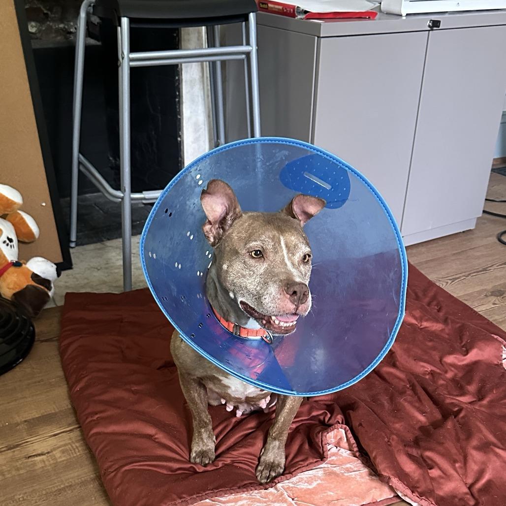 Red Rhonda, Adoptable, Senior Female Pit Bull Terrier.