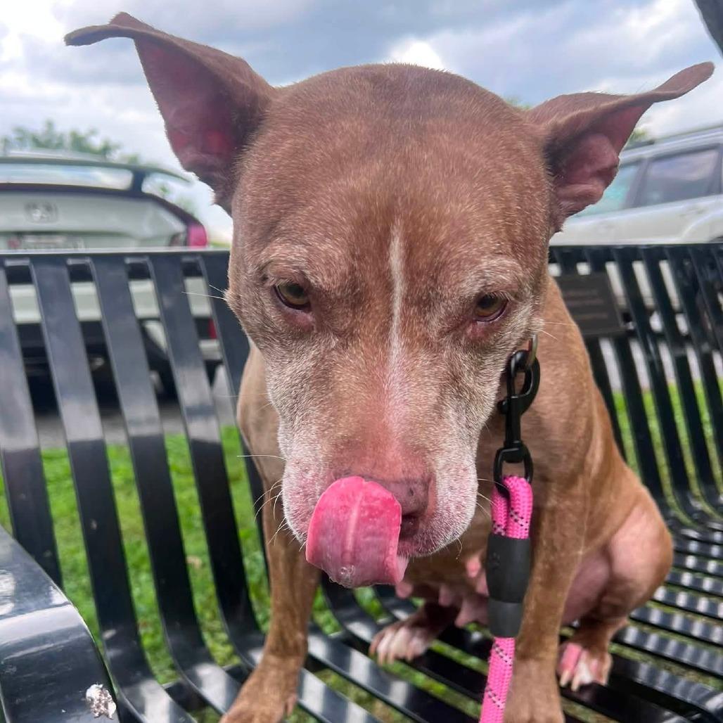 Enlarge Red Rhonda, a Adoptable Pit Bull Terrier in Baltimore, MD image 2/3