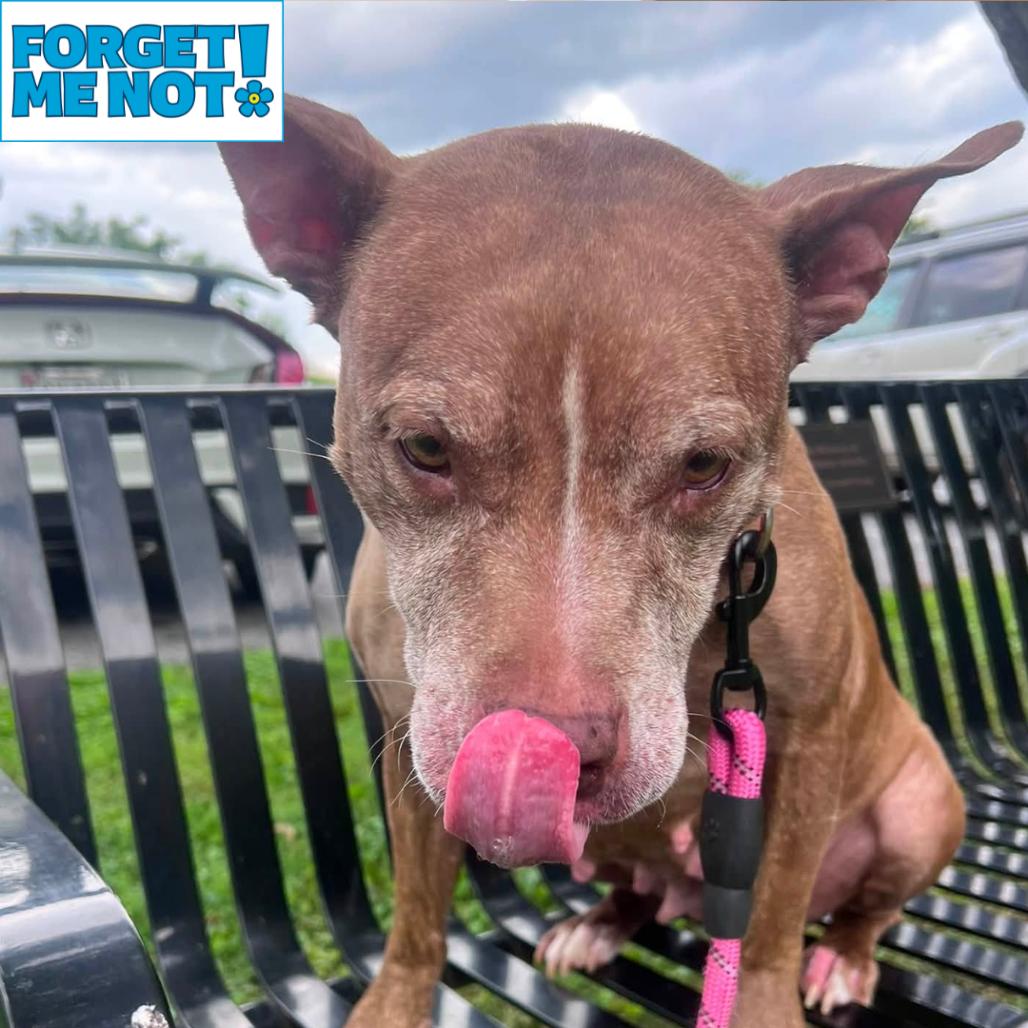 Enlarge Red Rhonda, a Adoptable Pit Bull Terrier in Baltimore, MD image 3/3