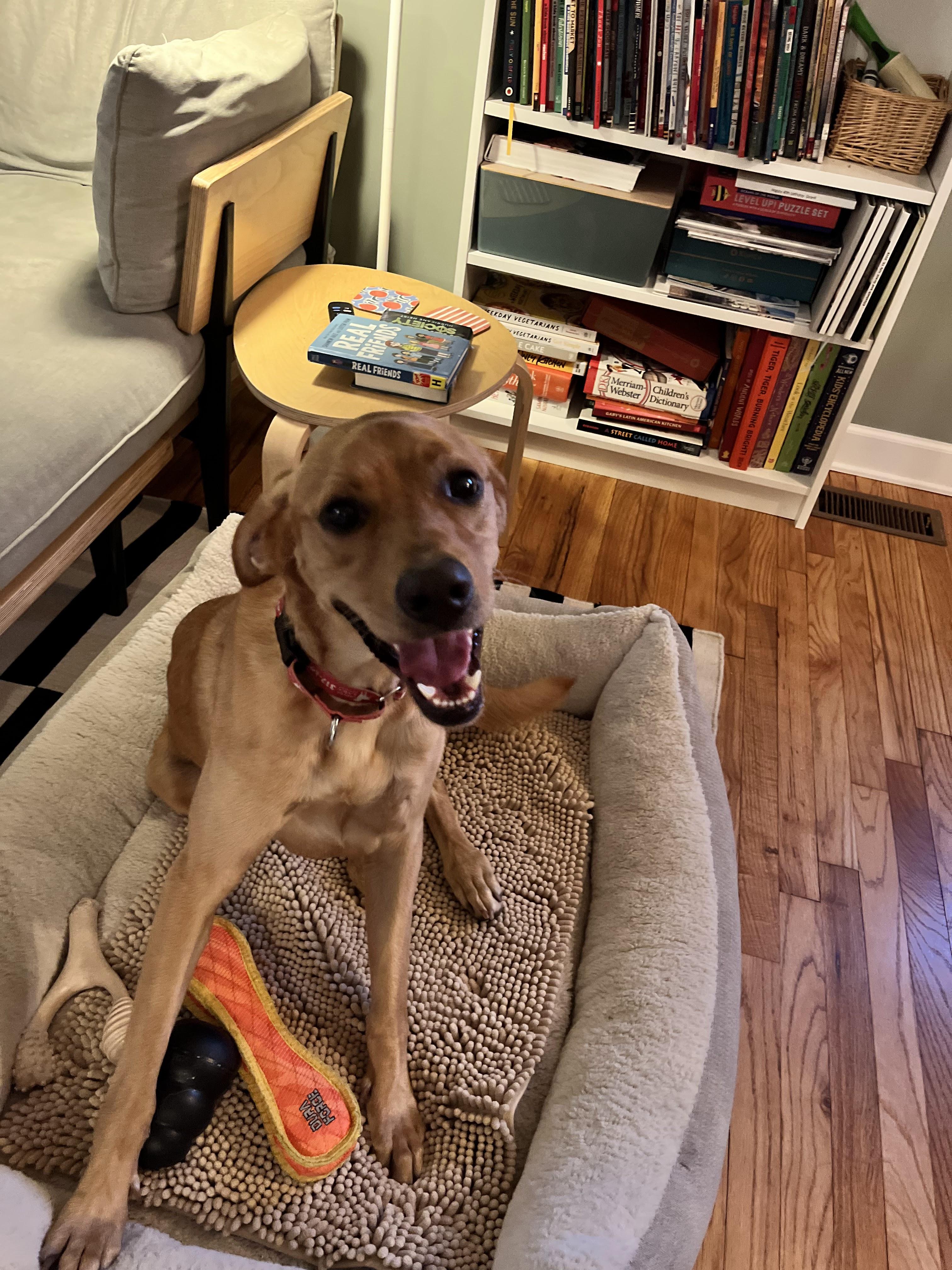 Enlarge Murphy, a Adoptable Labrador Retriever in Indianapolis, IN image 3/6