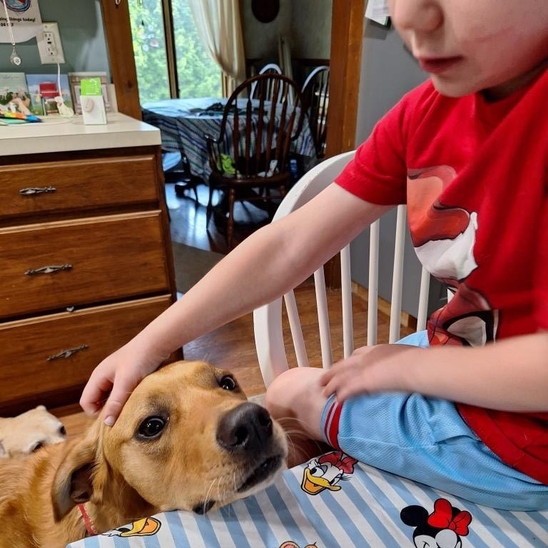Enlarge Murphy, an adoptable Labrador Retriever in Indianapolis, IN image 6/6