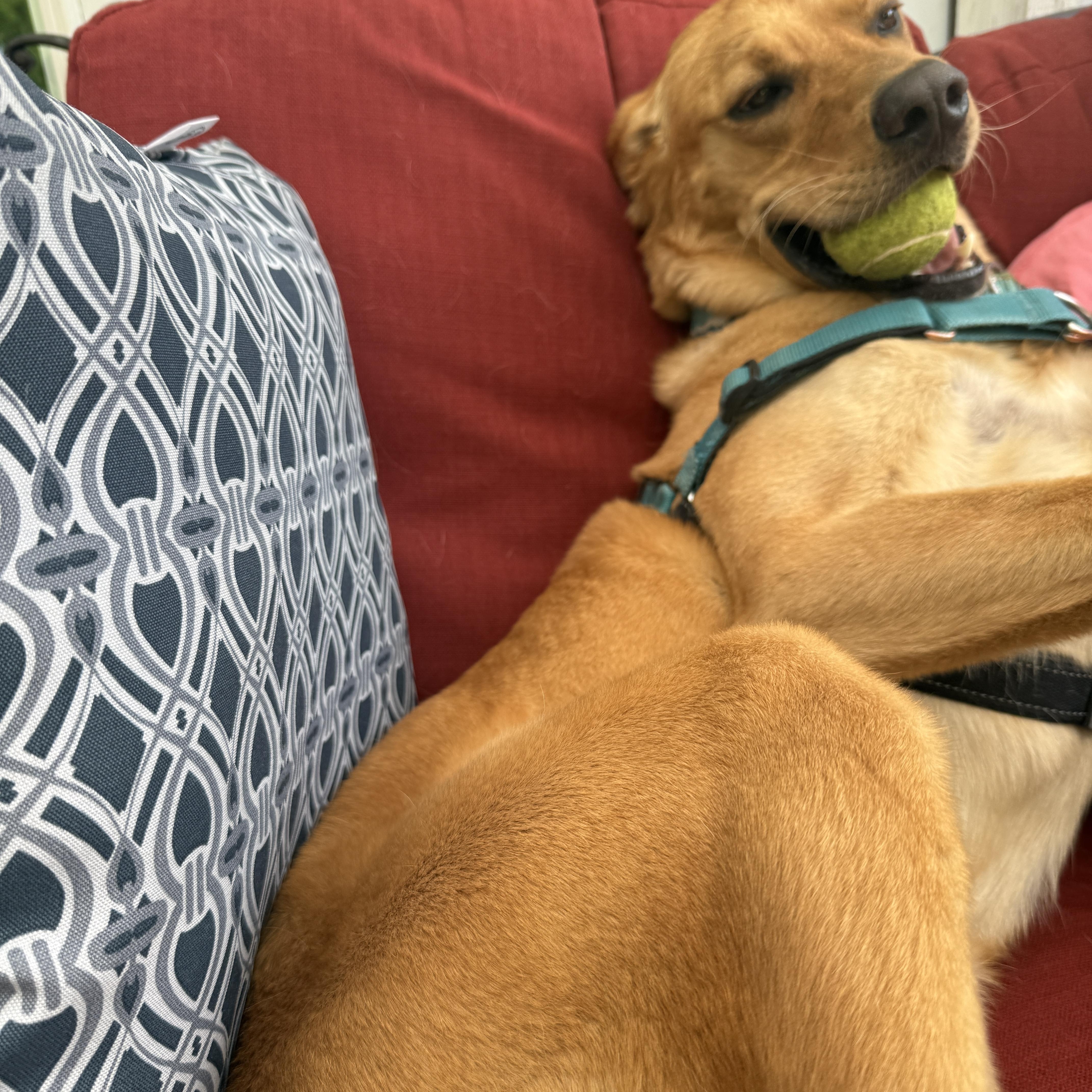 Enlarge Murphy, a Adoptable Labrador Retriever in Indianapolis, IN image 6/6