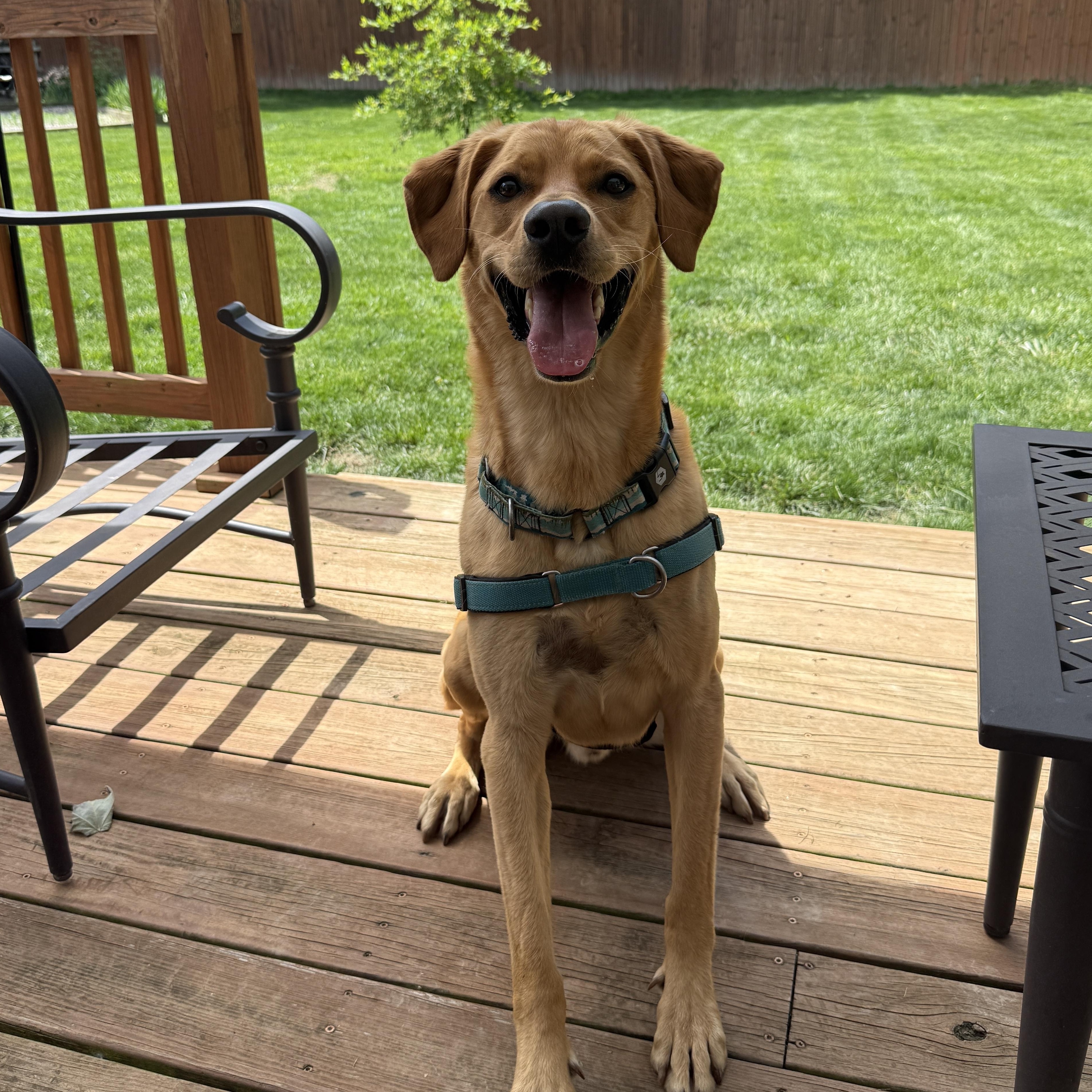 Enlarge Murphy, a Adoptable Labrador Retriever in Indianapolis, IN image 2/6