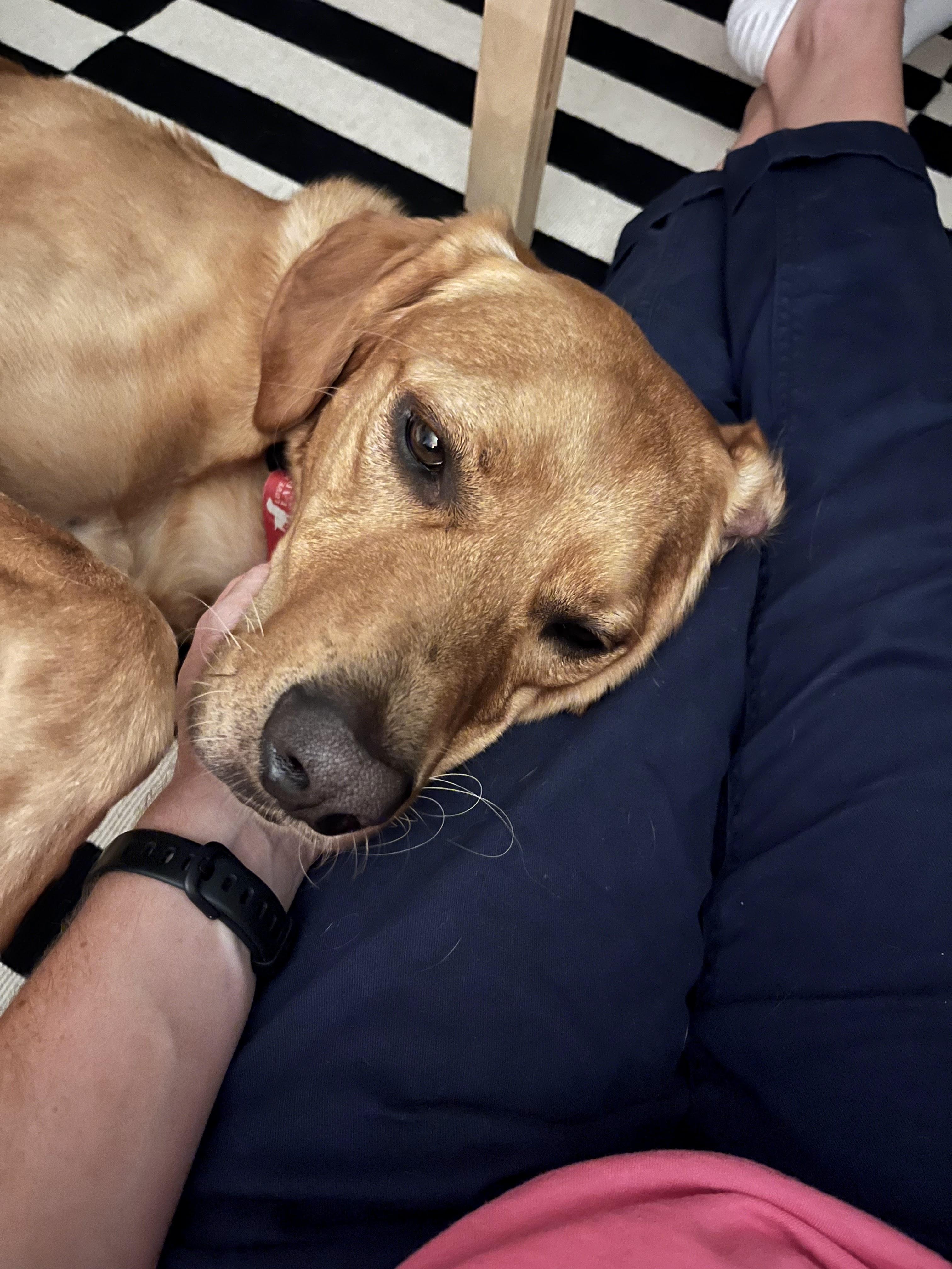 Enlarge Murphy, a Adoptable Labrador Retriever in Indianapolis, IN image 6/6