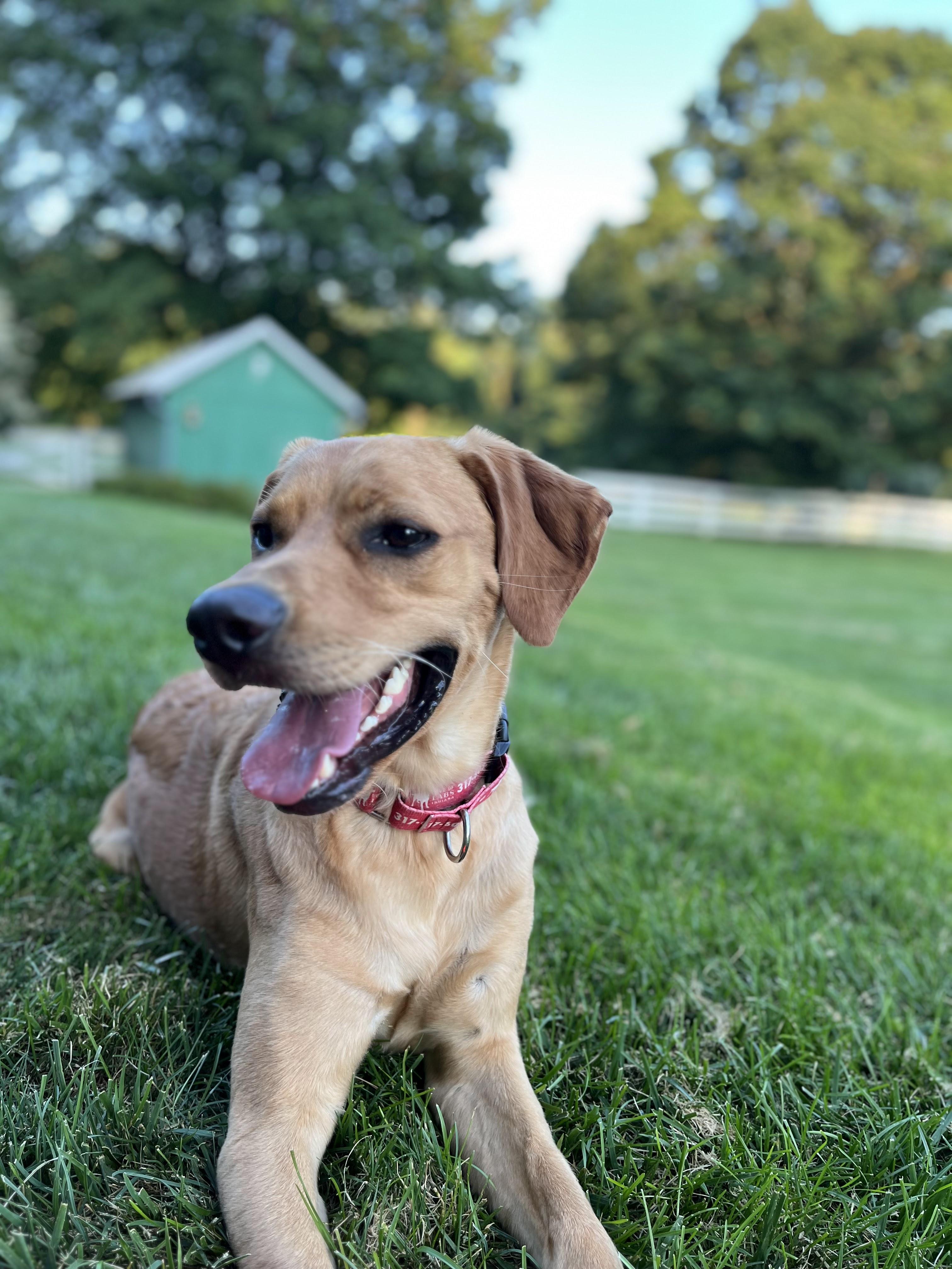 Murphy, Adoptable, Young Male Labrador Retriever.