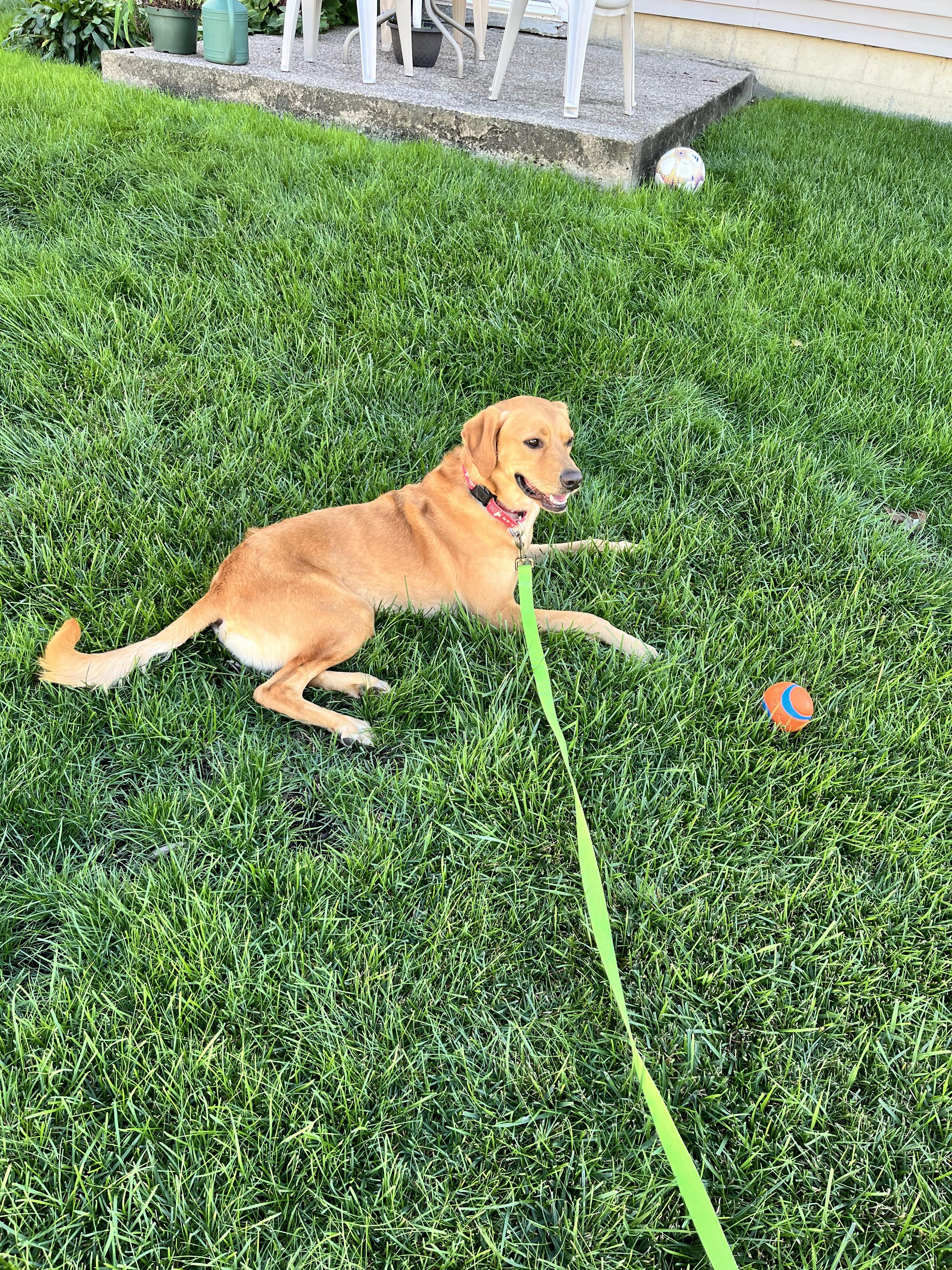 Enlarge Murphy, a Adoptable Labrador Retriever in Indianapolis, IN image 5/6