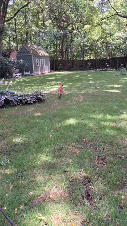 Enlarge Murphy, a Adoptable Labrador Retriever in Indianapolis, IN video 5/6