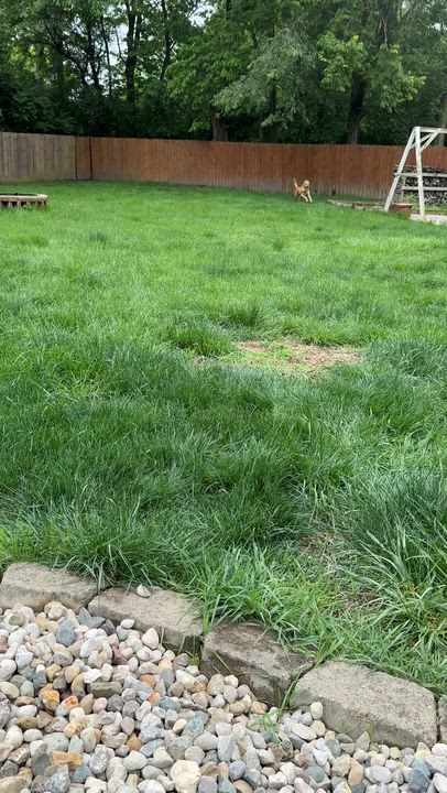Enlarge Murphy, a Adoptable Labrador Retriever in Indianapolis, IN video 5/6