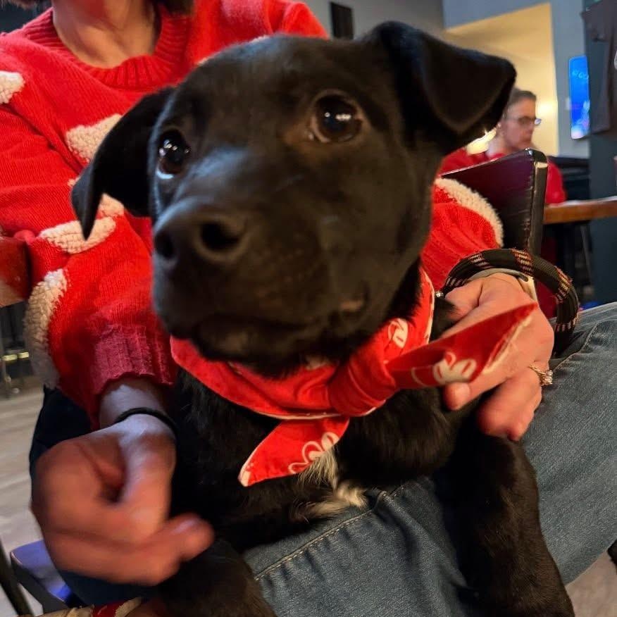 Enlarge Pepe, a ADOPTABLE mixed breed in Owensboro, KY image 4/4