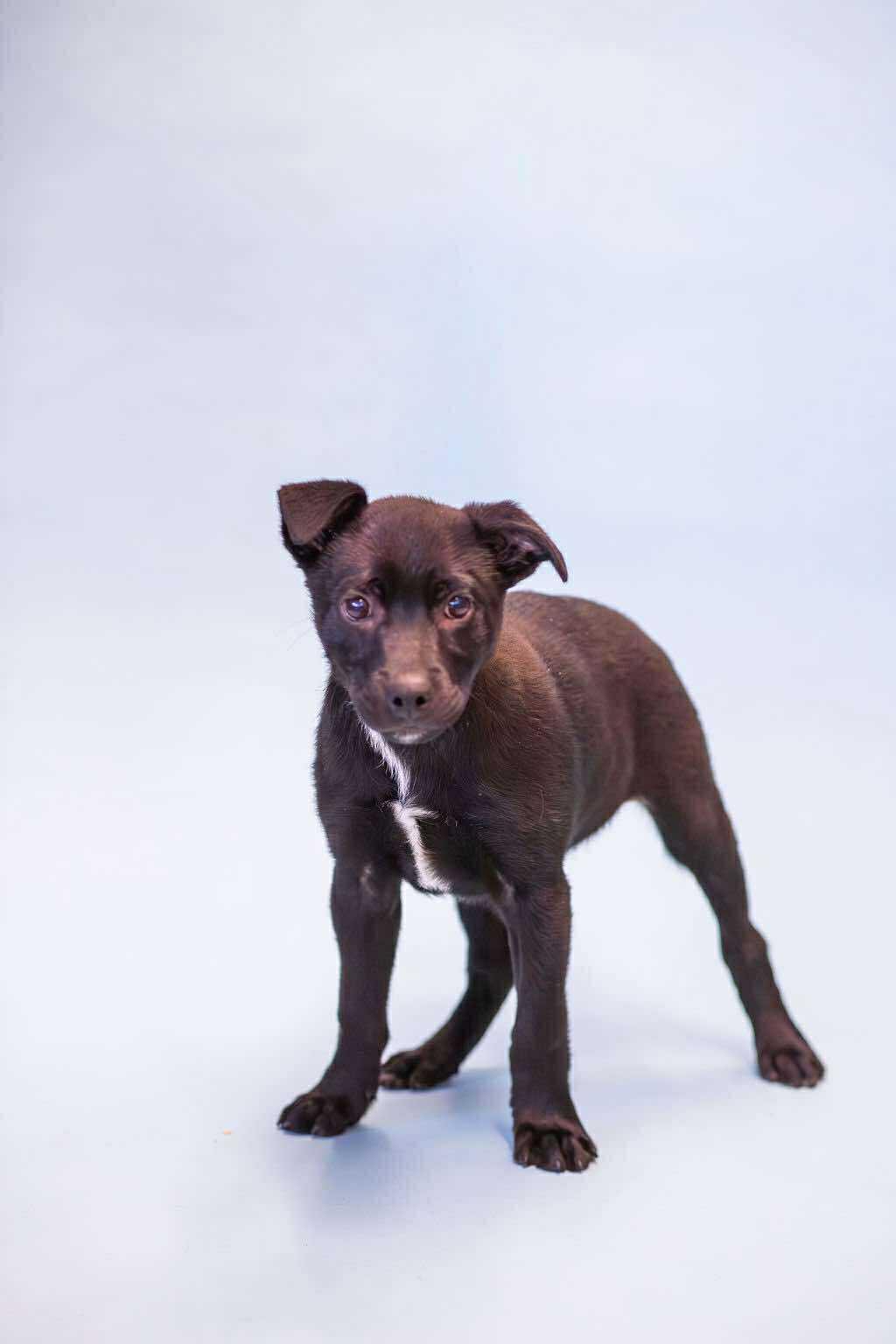 Enlarge Pepe, a ADOPTABLE mixed breed in Owensboro, KY image 1/1