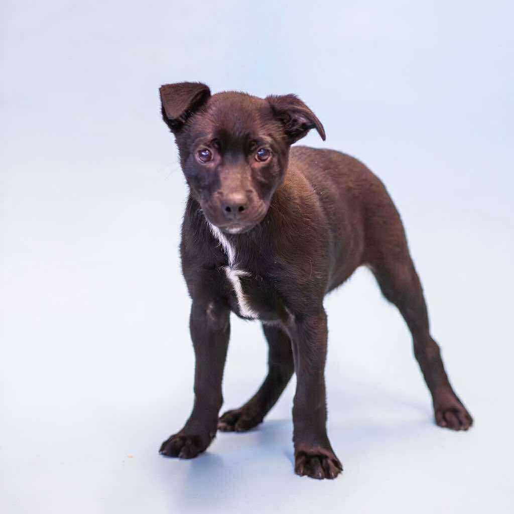 Enlarge Pepe, a ADOPTABLE mixed breed in Owensboro, KY image 1/4