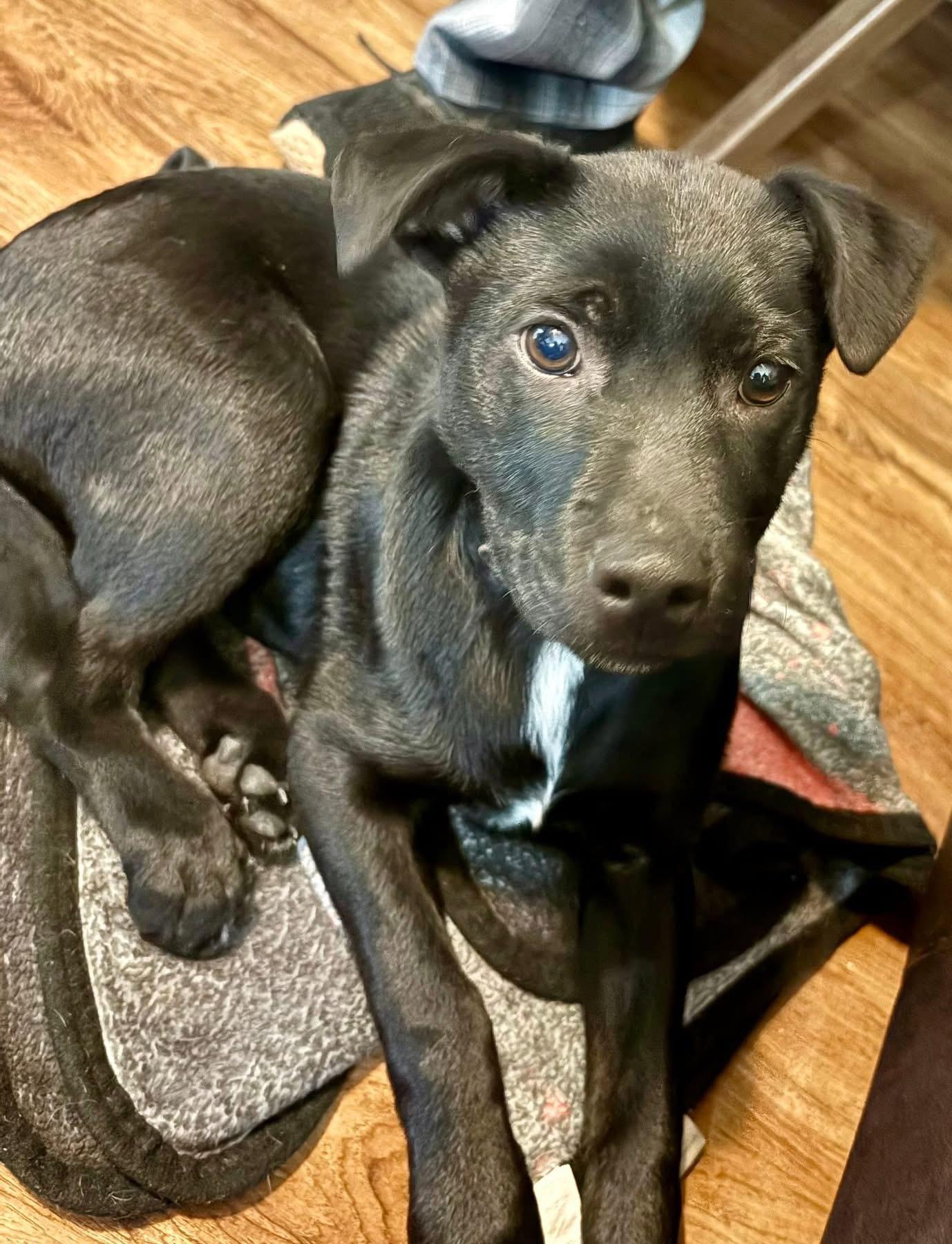 Pepe, ADOPTABLE, Puppy Male Labrador Retriever.