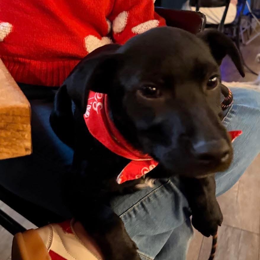 Enlarge Pepe, a ADOPTABLE mixed breed in Owensboro, KY image 3/4