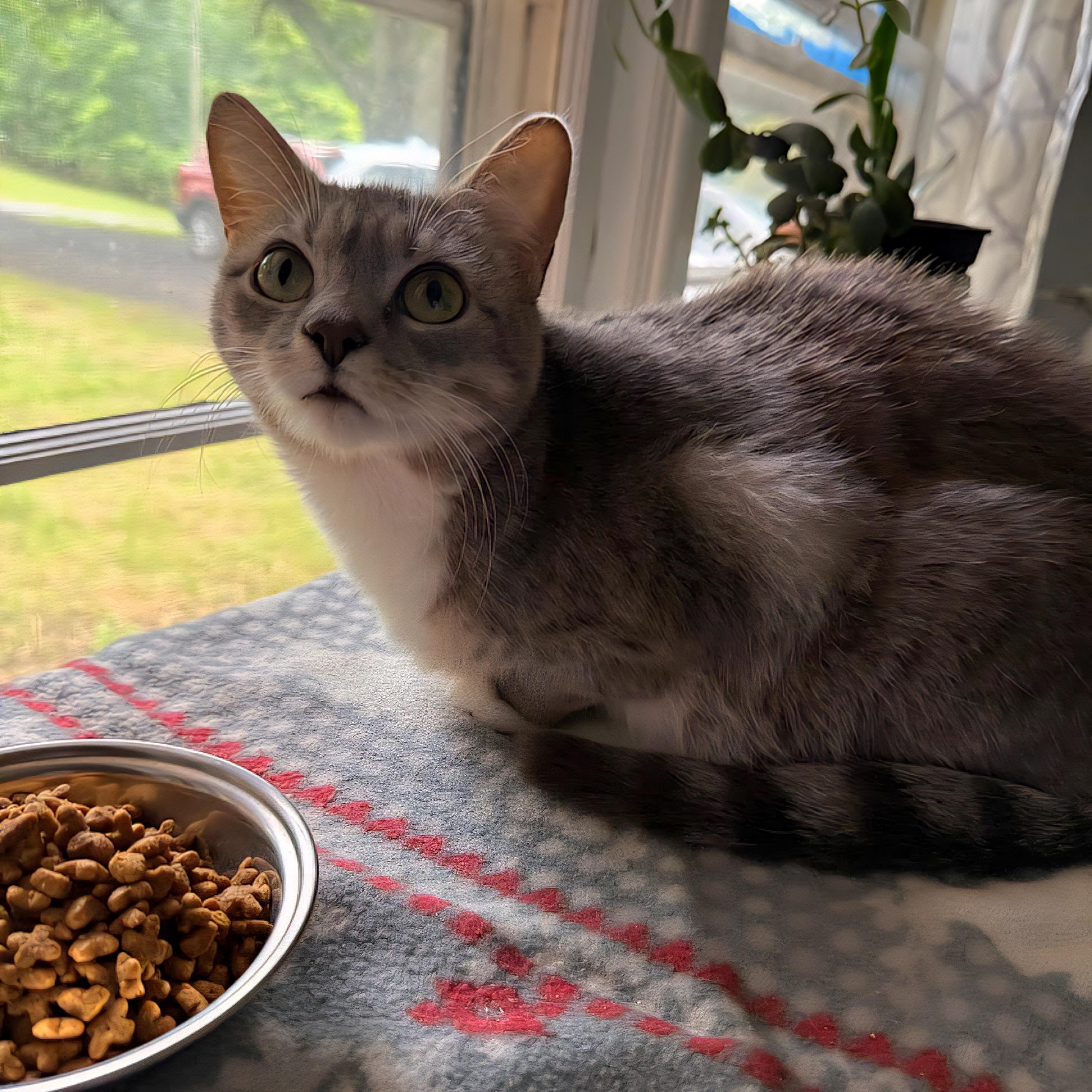 Enlarge Lily (GN), a Adoptable Domestic Short Hair in Huddleston, VA image 2/2