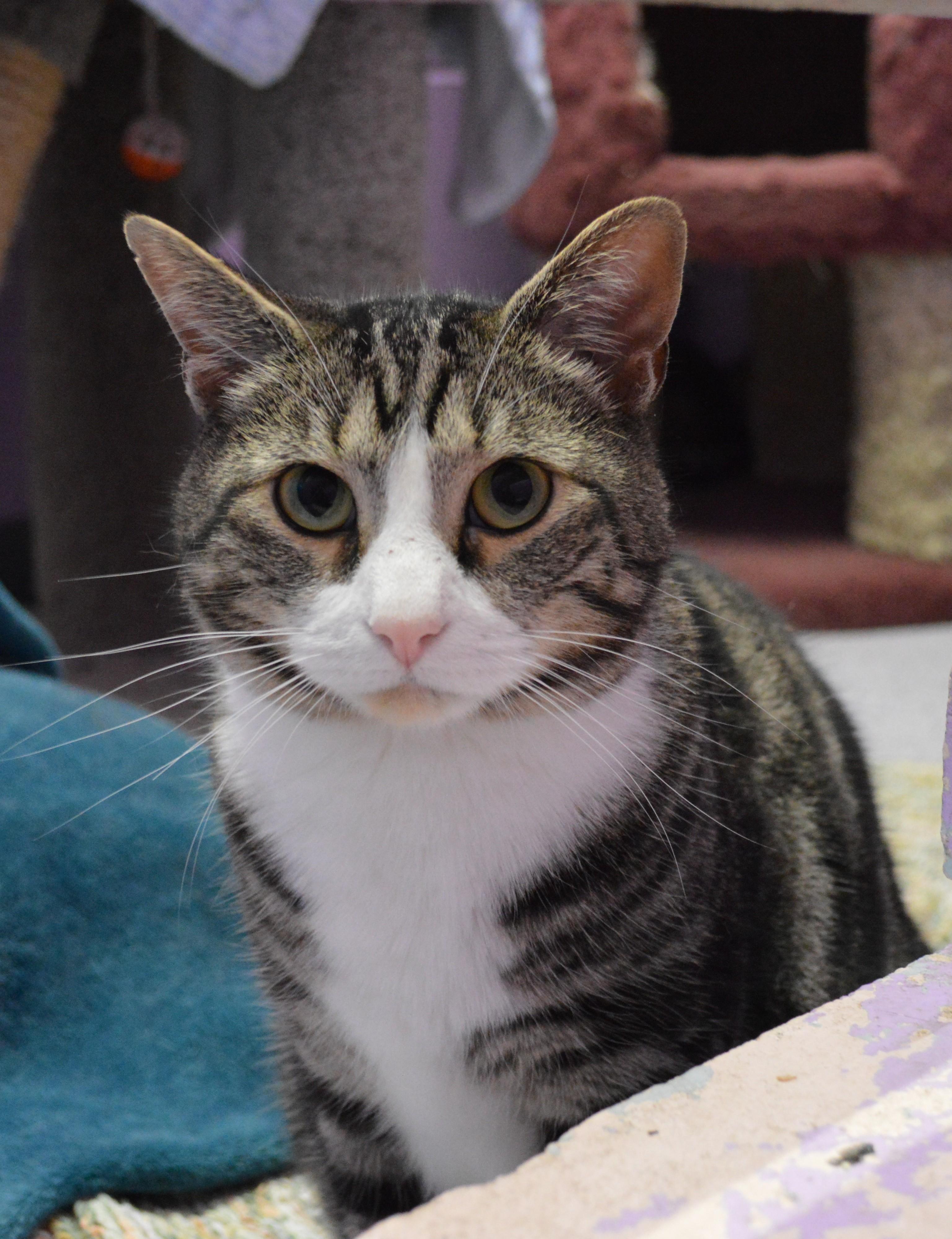 Enlarge Junie, a Adopted Domestic Short Hair in House Springs, MO image 1/1