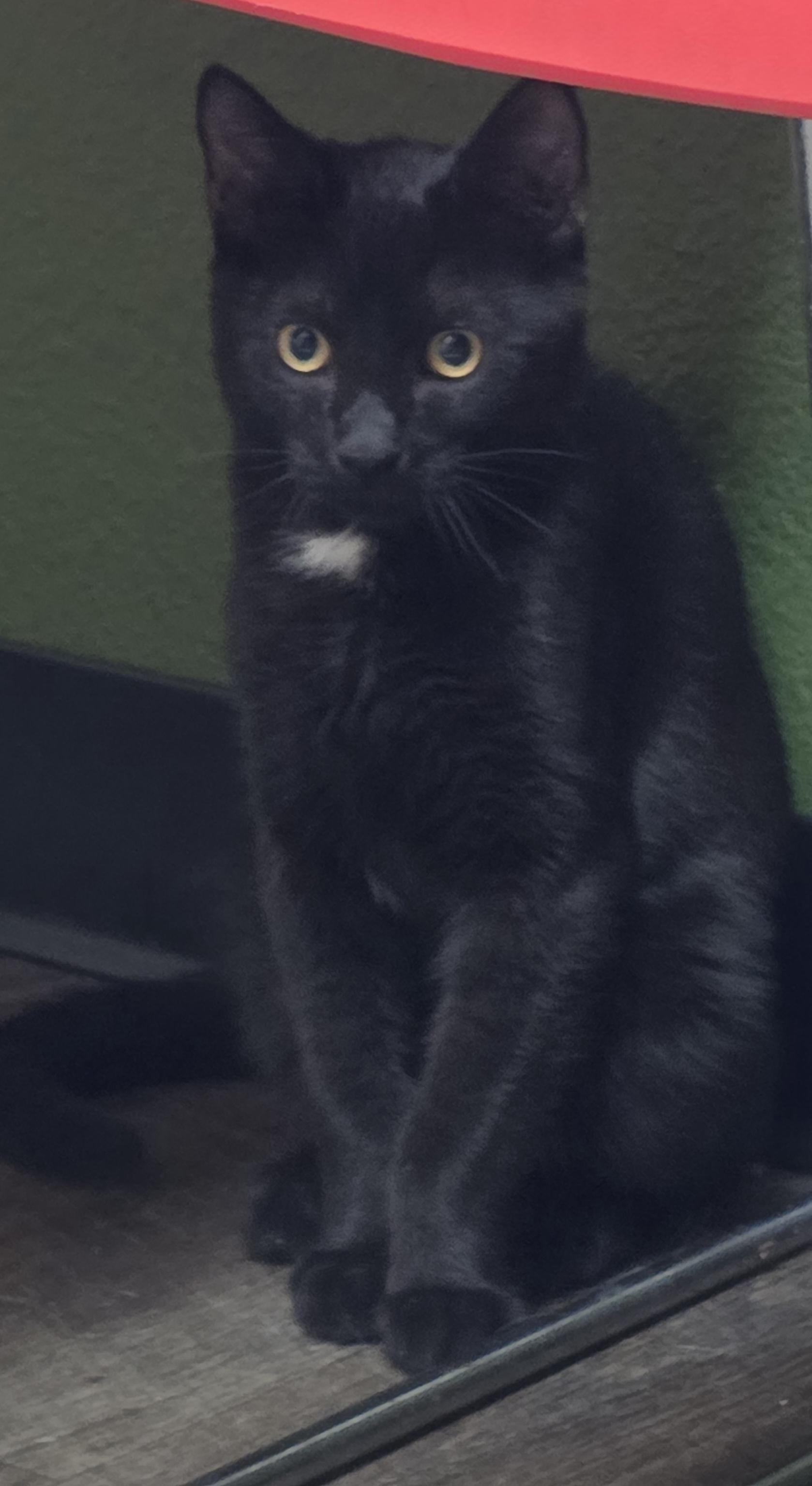 Enlarge Prescott, a Adoptable mixed breed in Mission Viejo, CA image 1/1